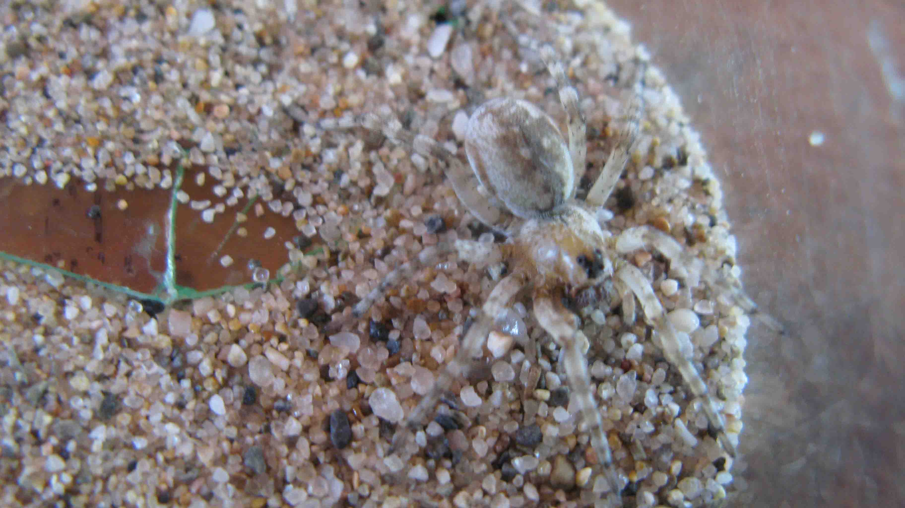 Arctosa sp.