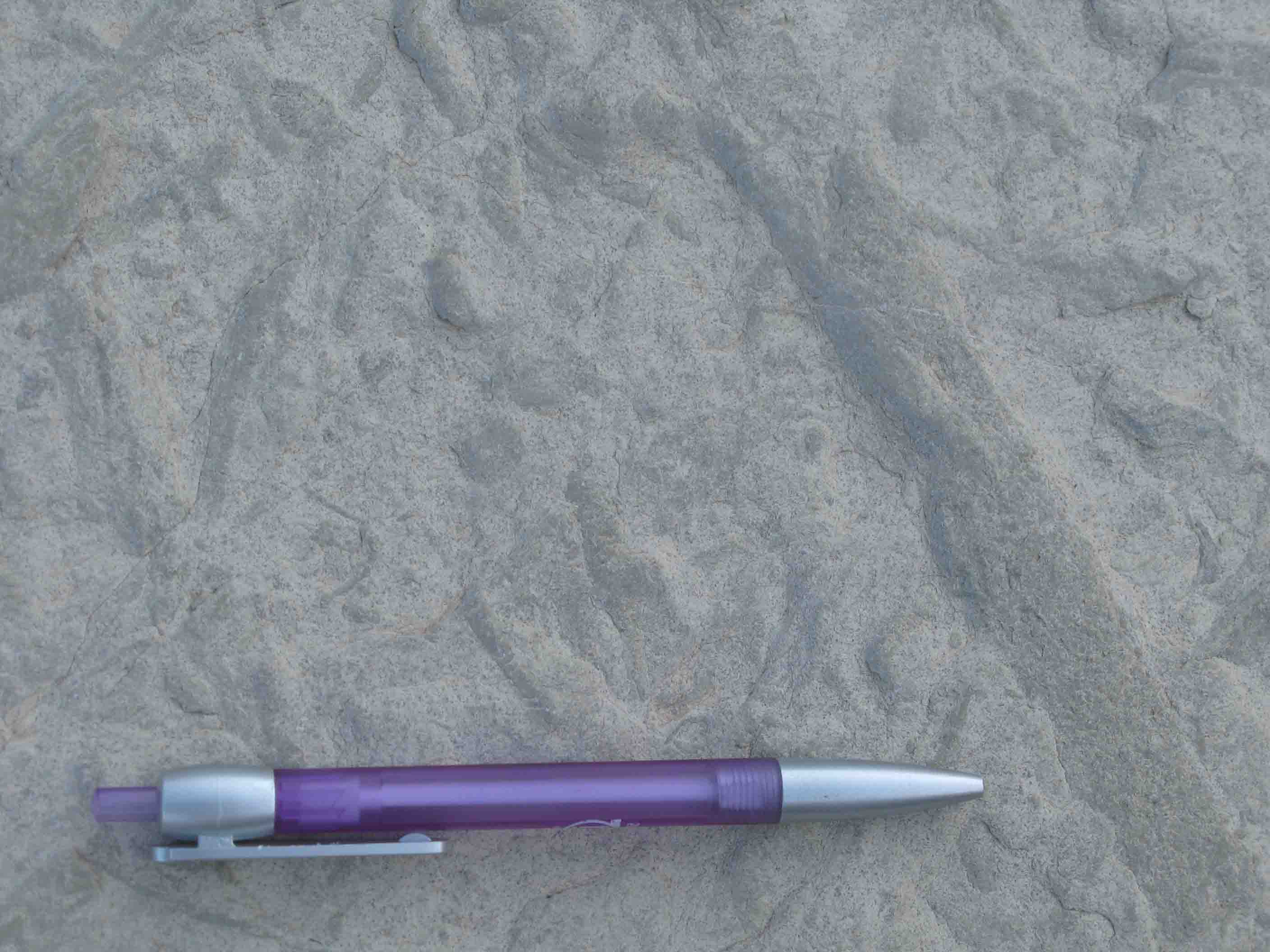 identificazione di probabile icnofossile