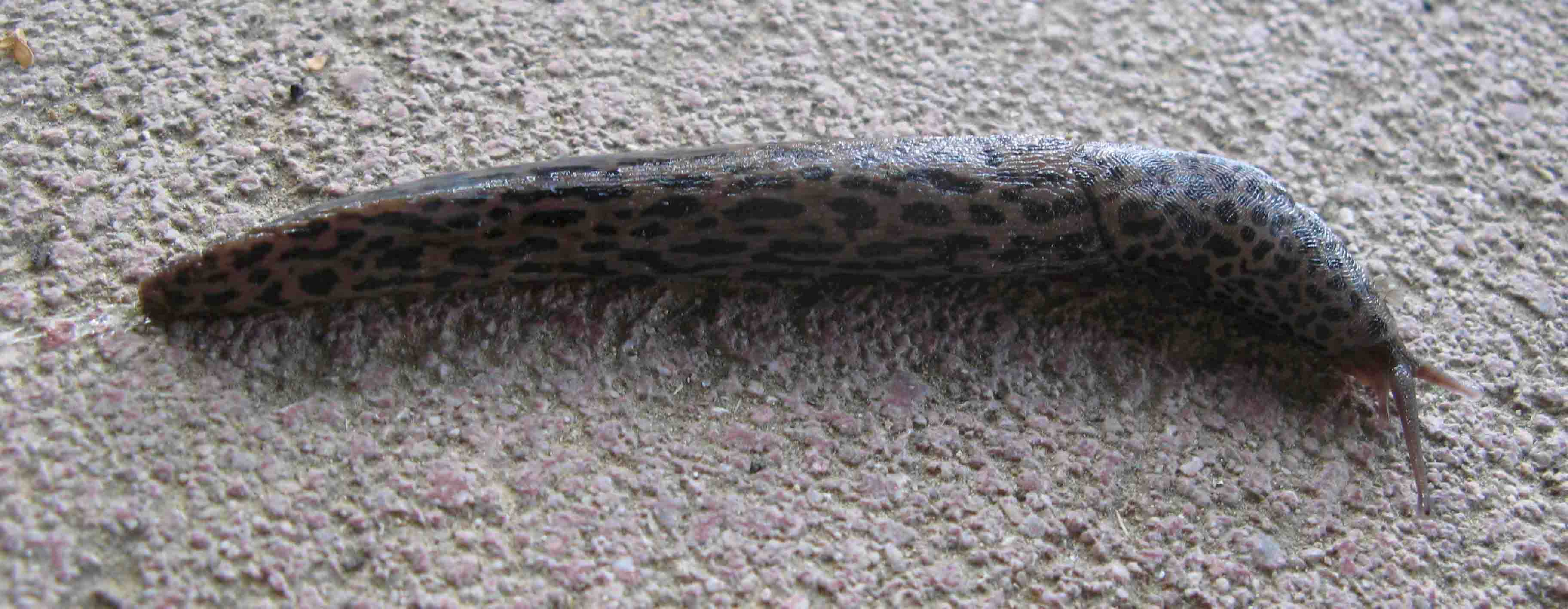 Limax maximus da Caprioli (SA)