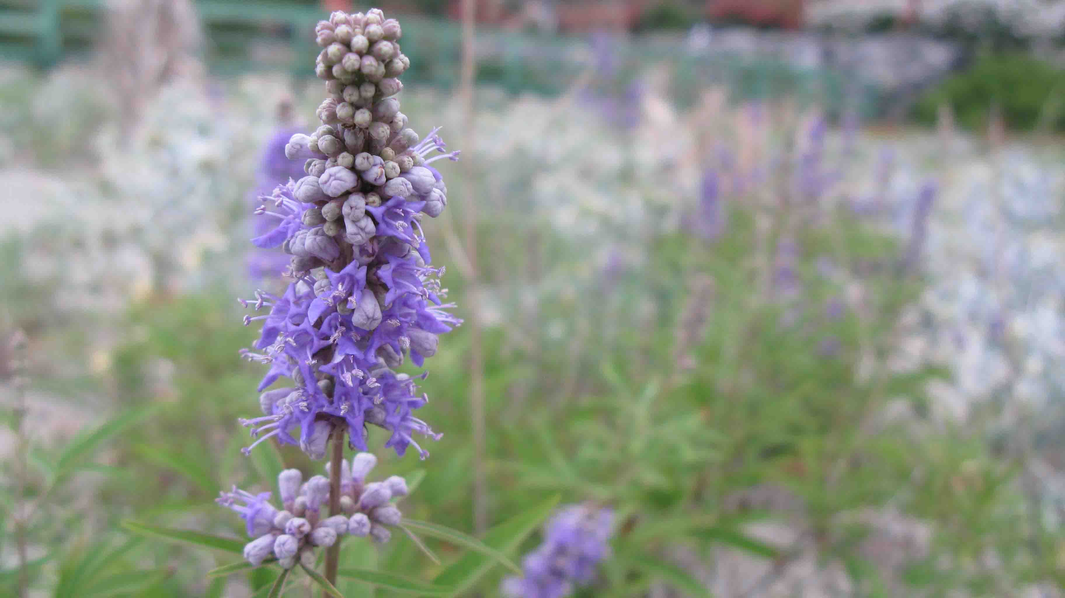 Vitex agnus-castus / Agnocasto