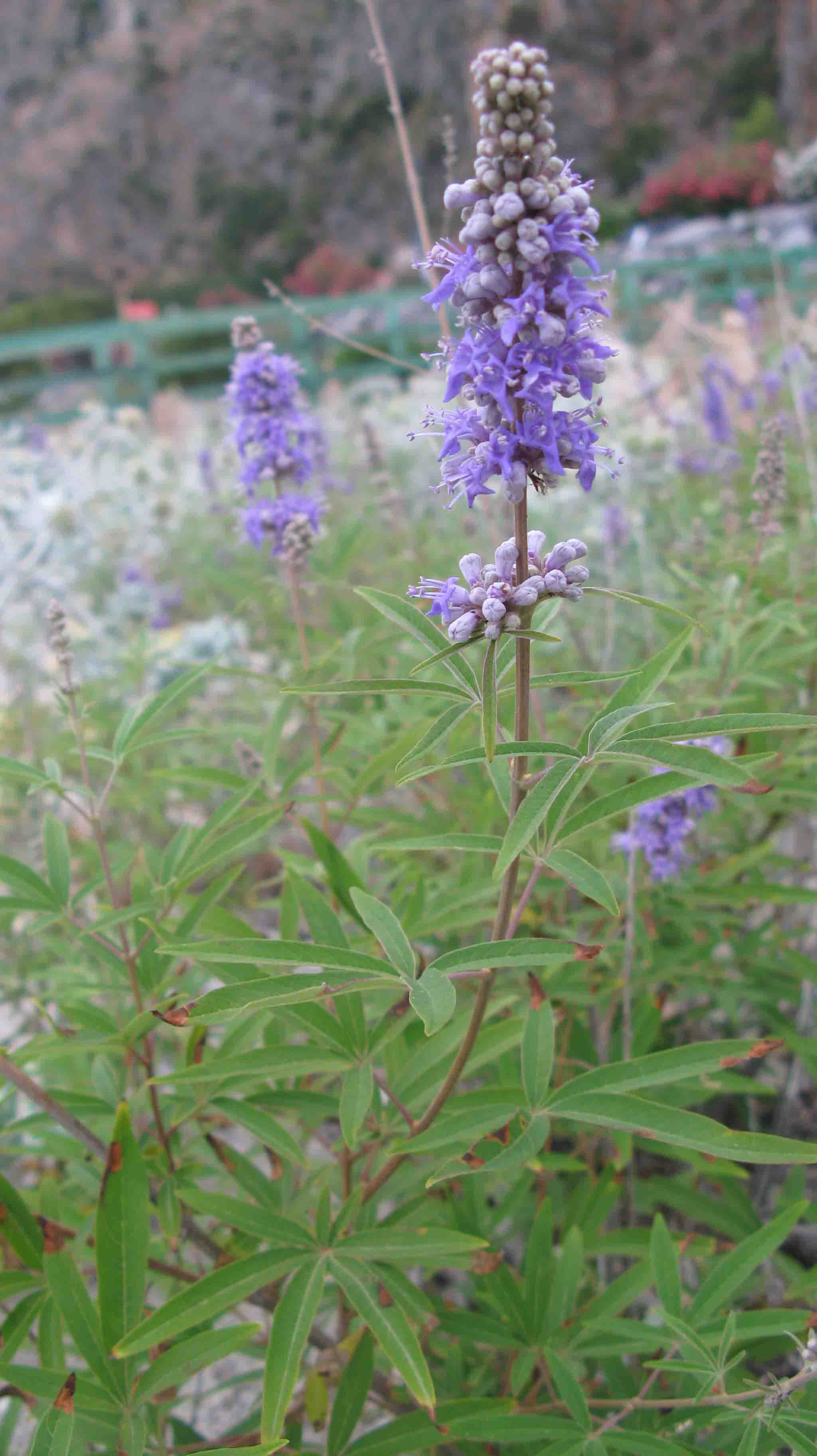 Vitex agnus-castus / Agnocasto
