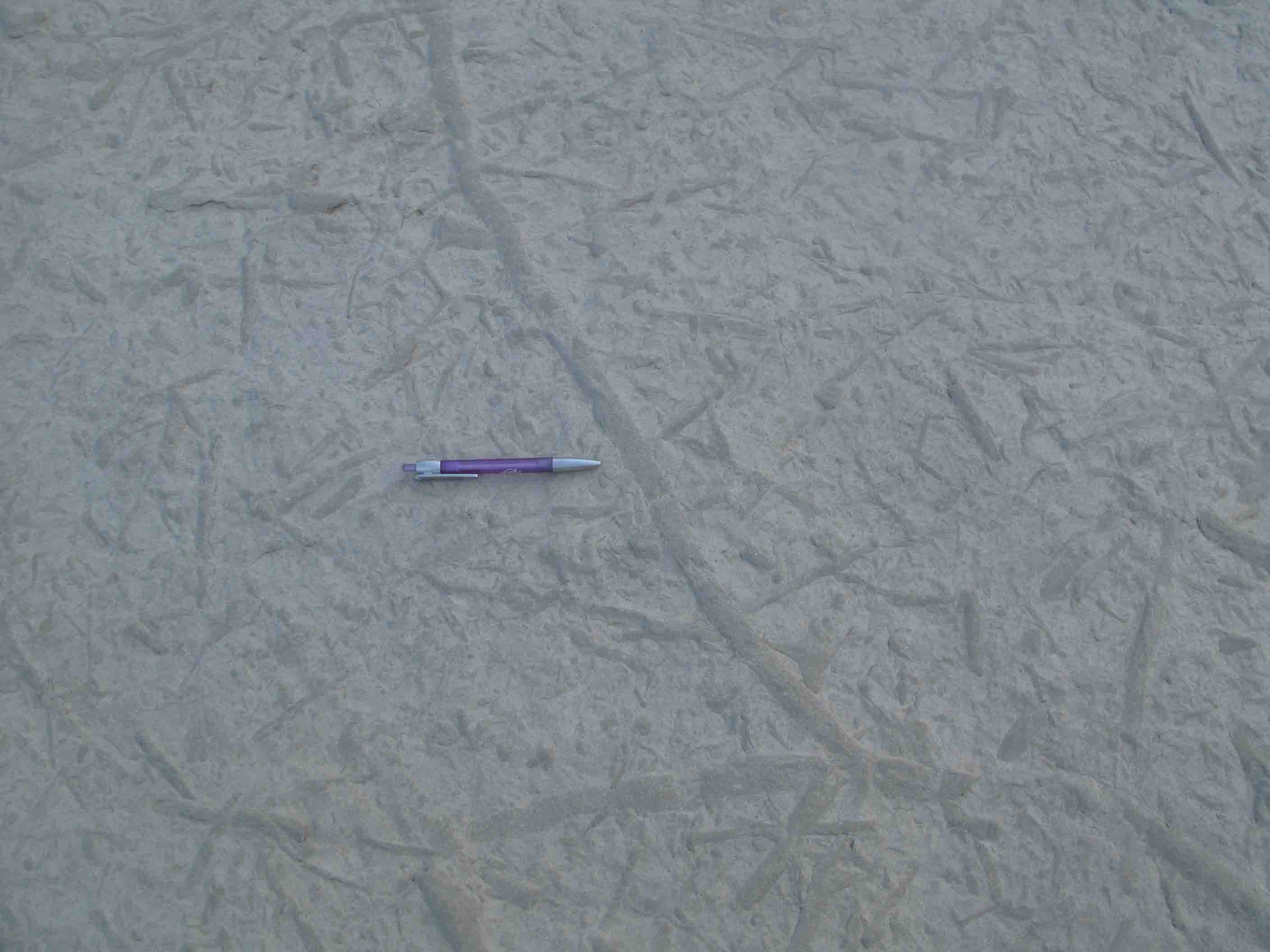 identificazione di probabile icnofossile