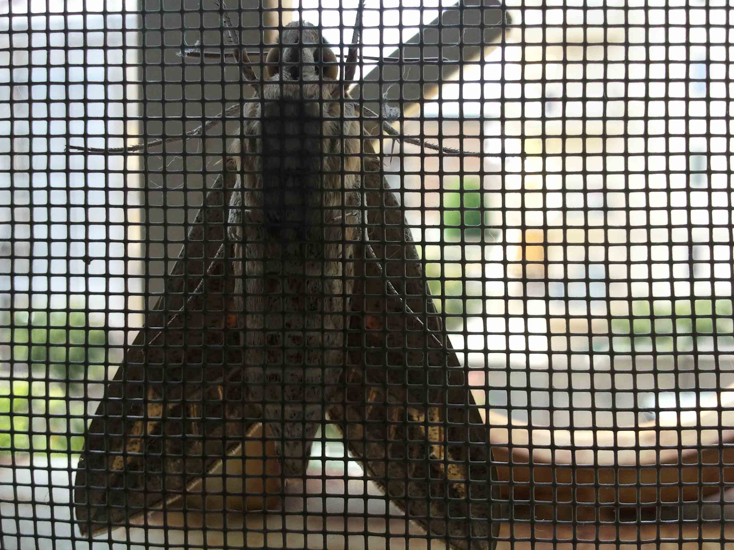Che specie ? (falena)