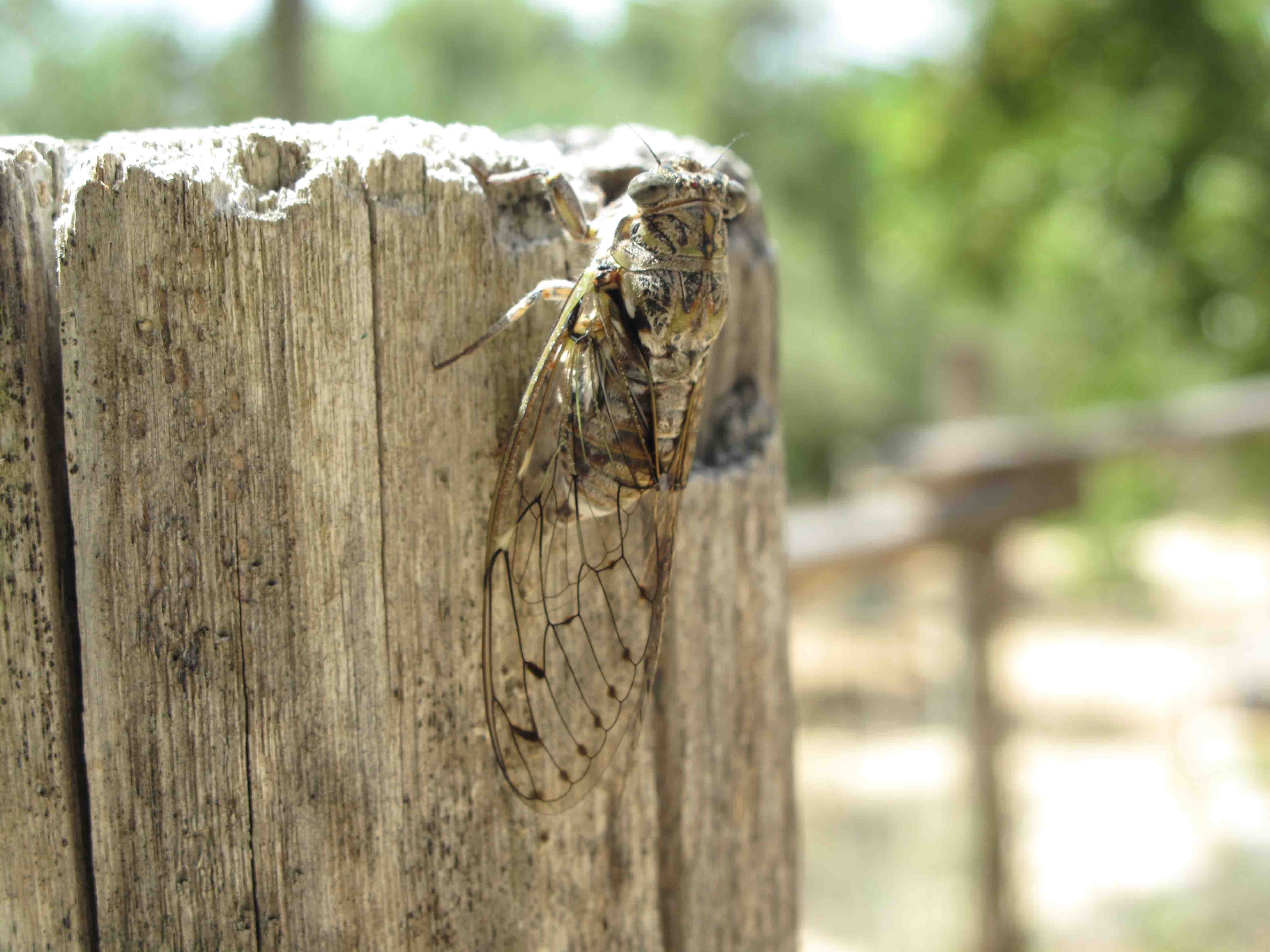 Id che specie di cicala ? Cicada orni