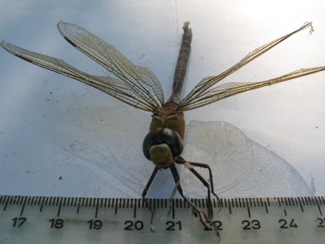 specie da identificare