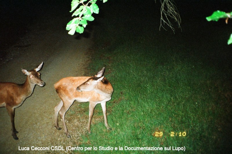 PASSIONE PER IL CERVO