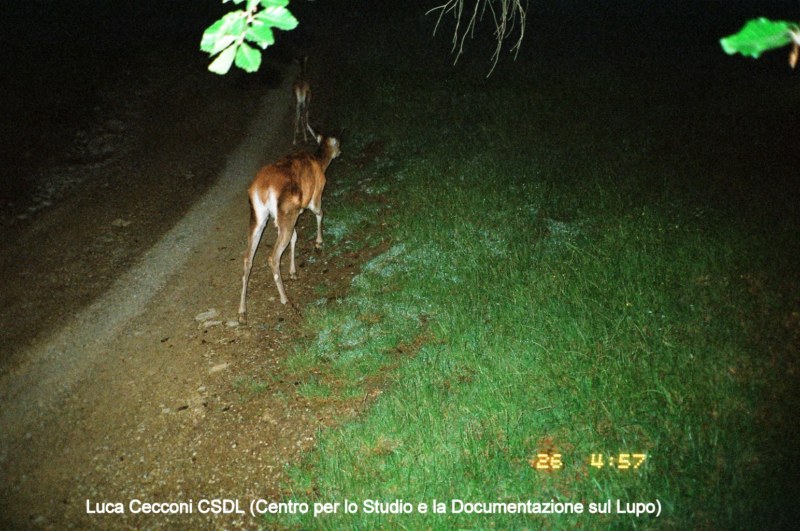 PASSIONE PER IL CERVO