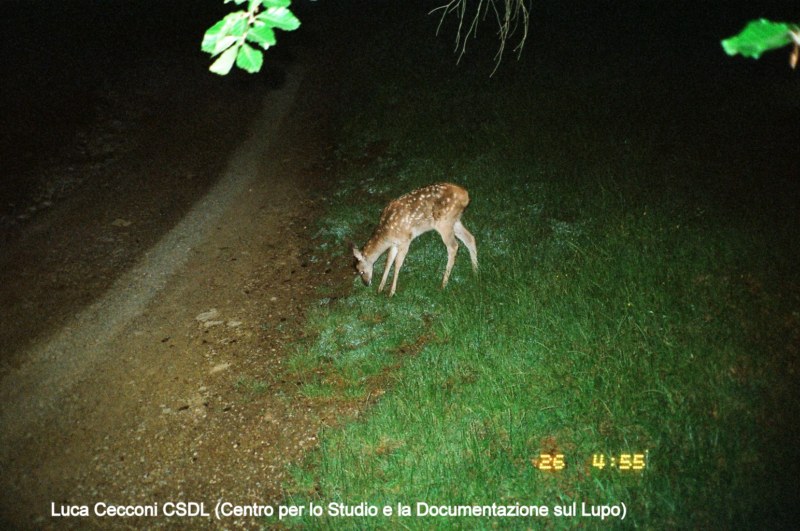 PASSIONE PER IL CERVO