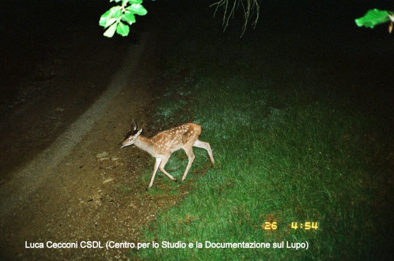 PASSIONE PER IL CERVO