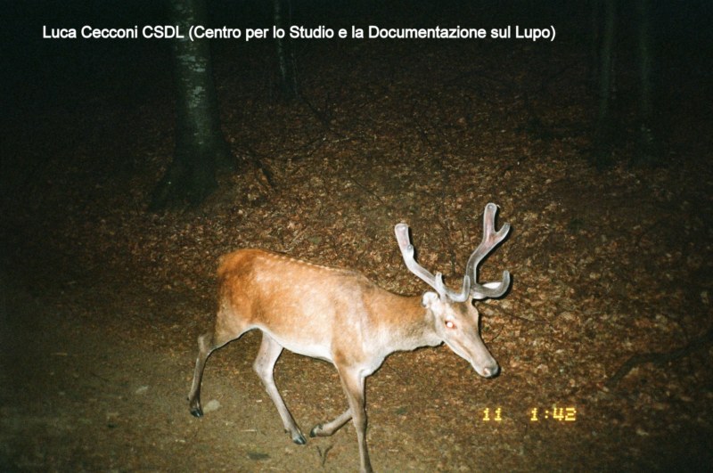 PASSIONE PER IL CERVO