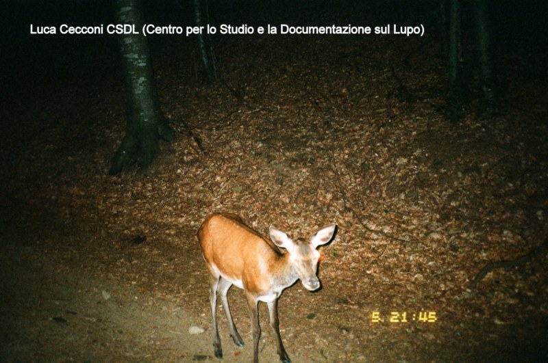 PASSIONE PER IL CERVO