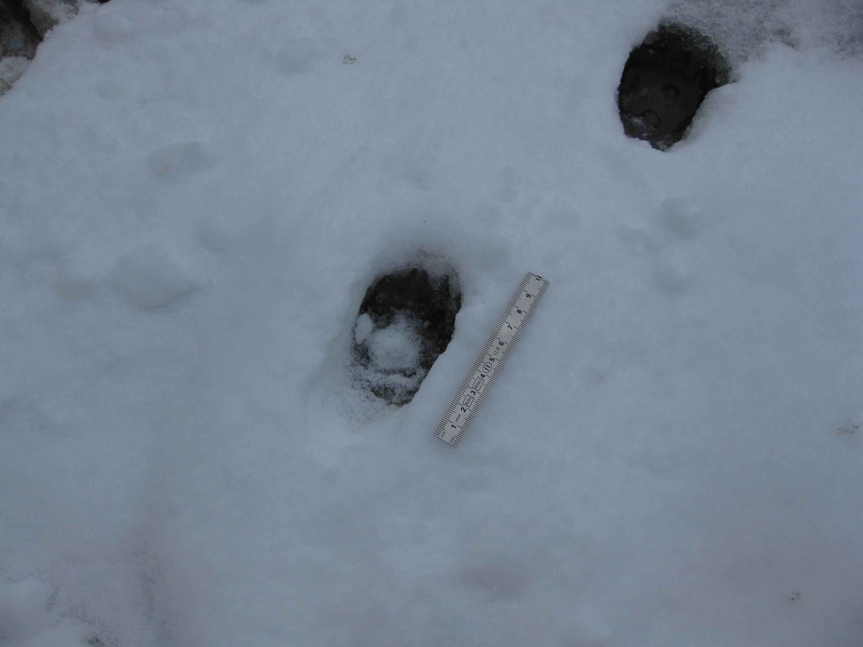 tracce sulla neve... quiz