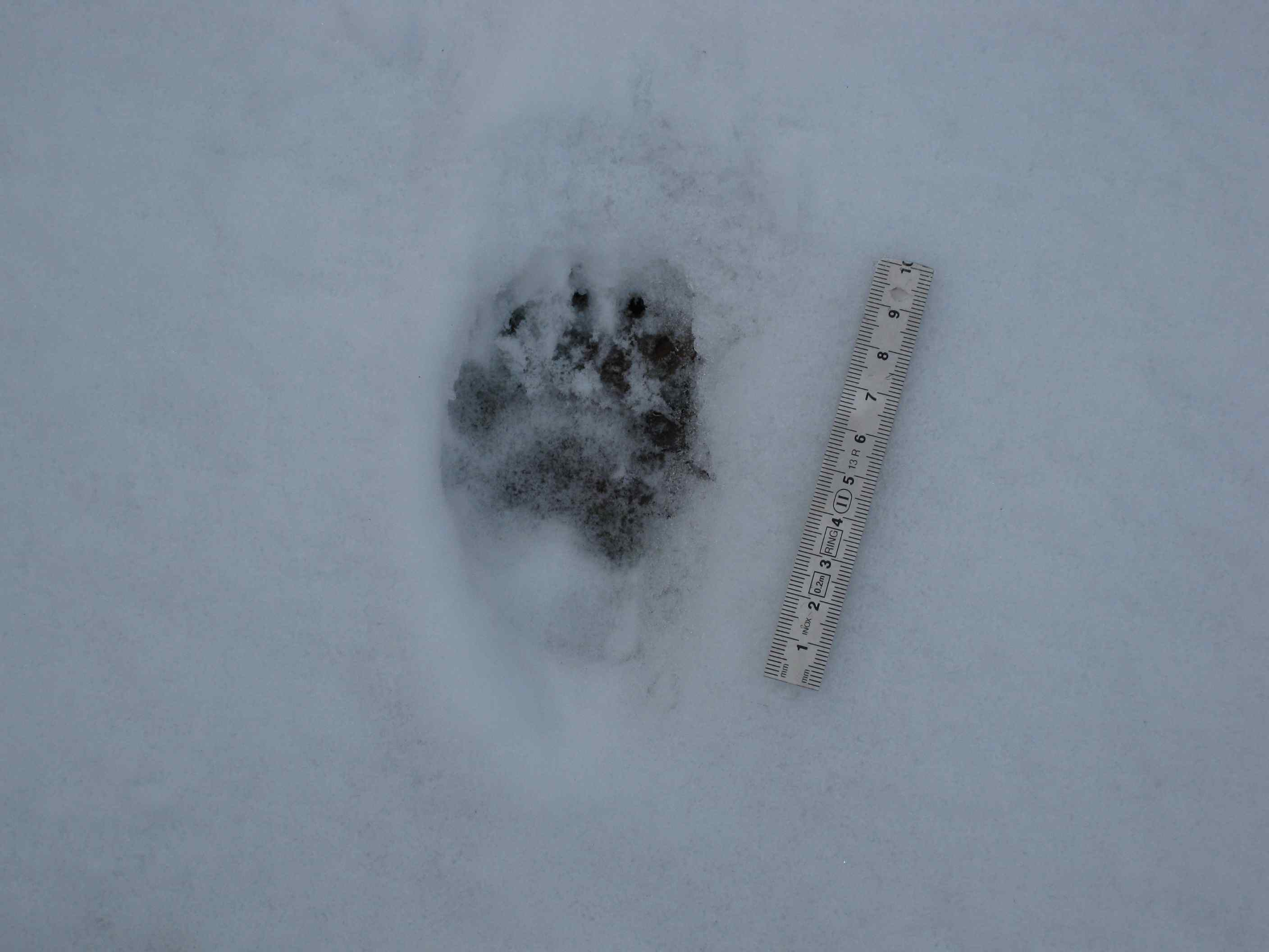 tracce sulla neve... quiz