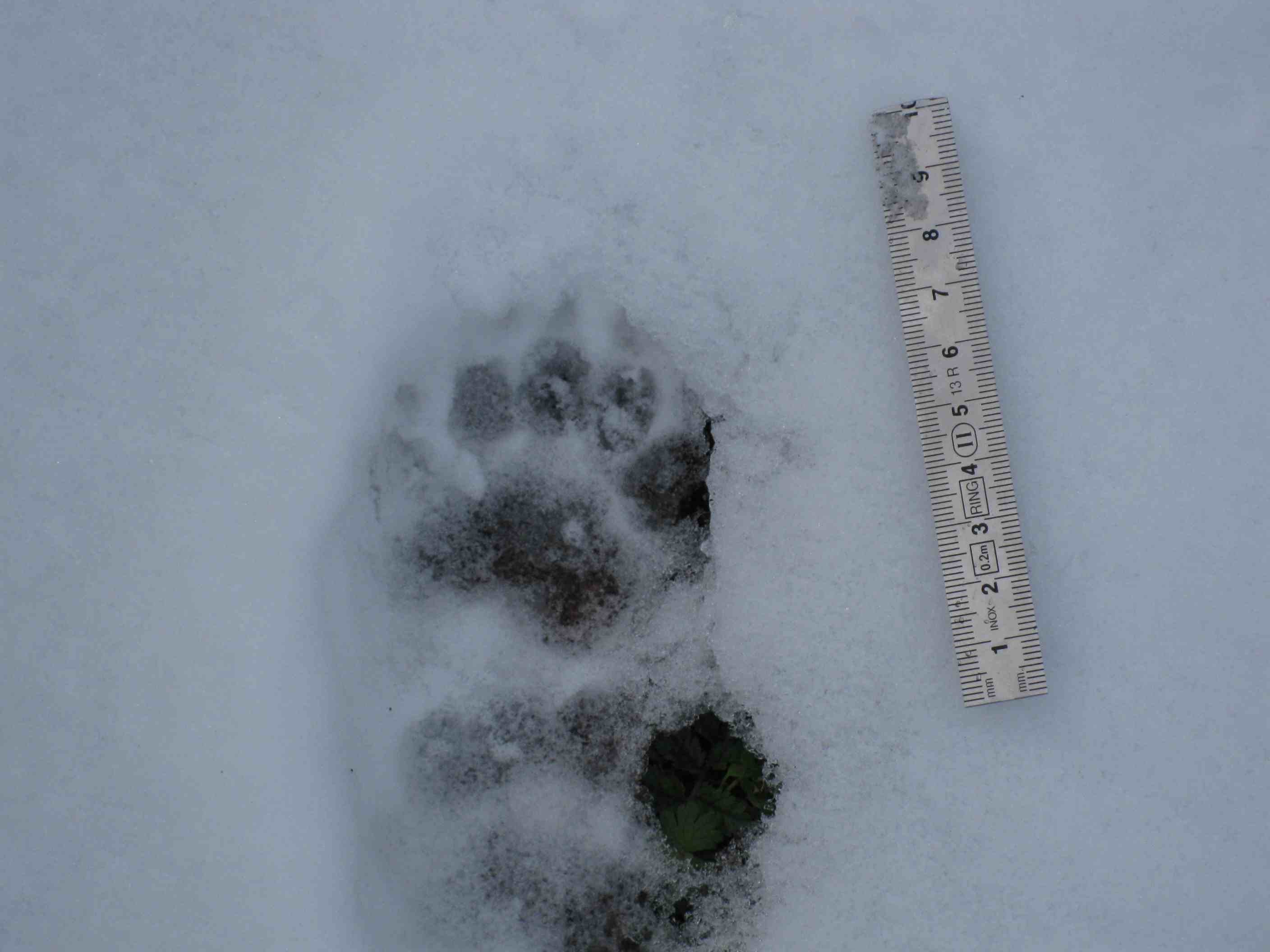 tracce sulla neve... quiz