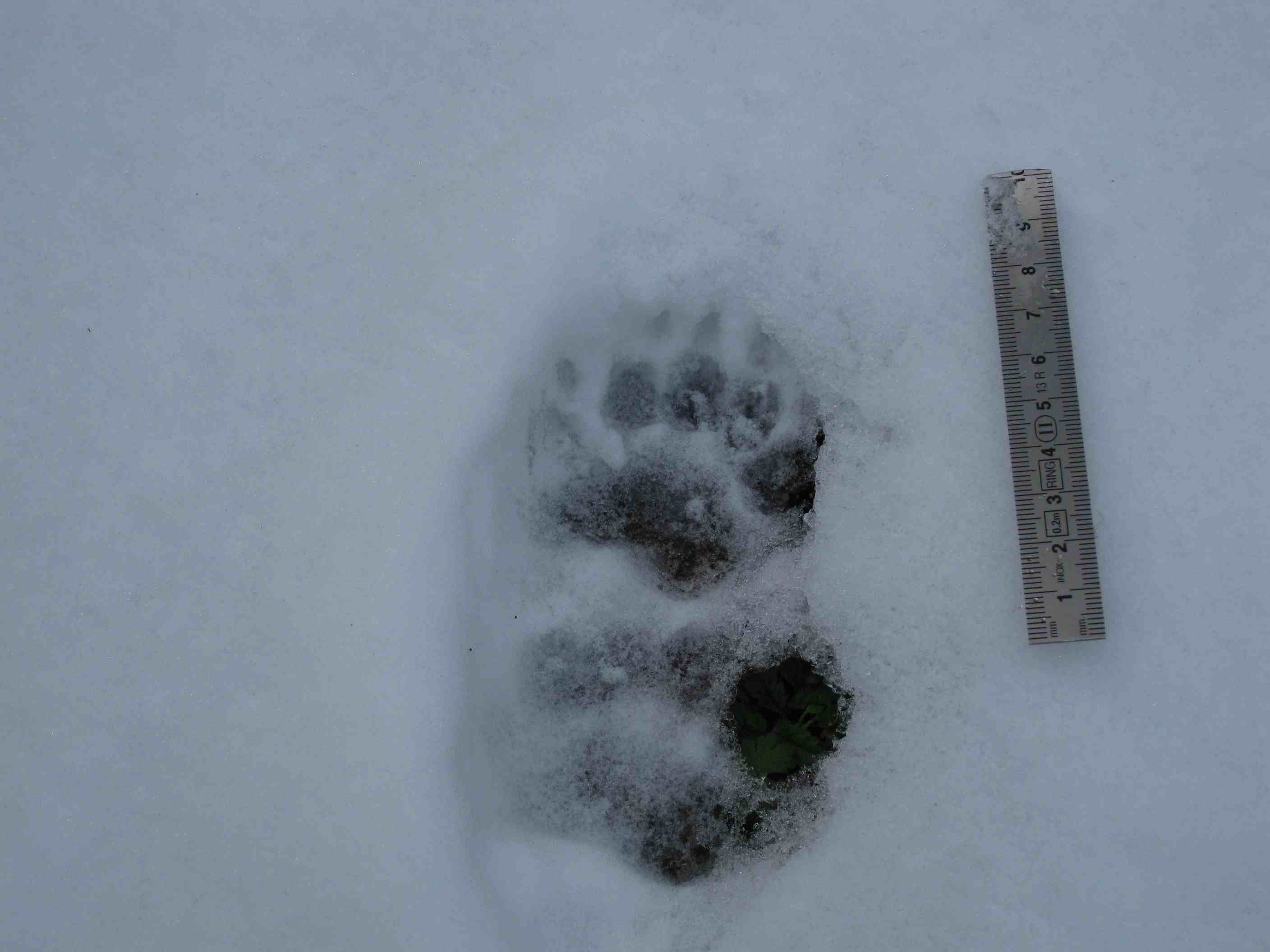 tracce sulla neve... quiz