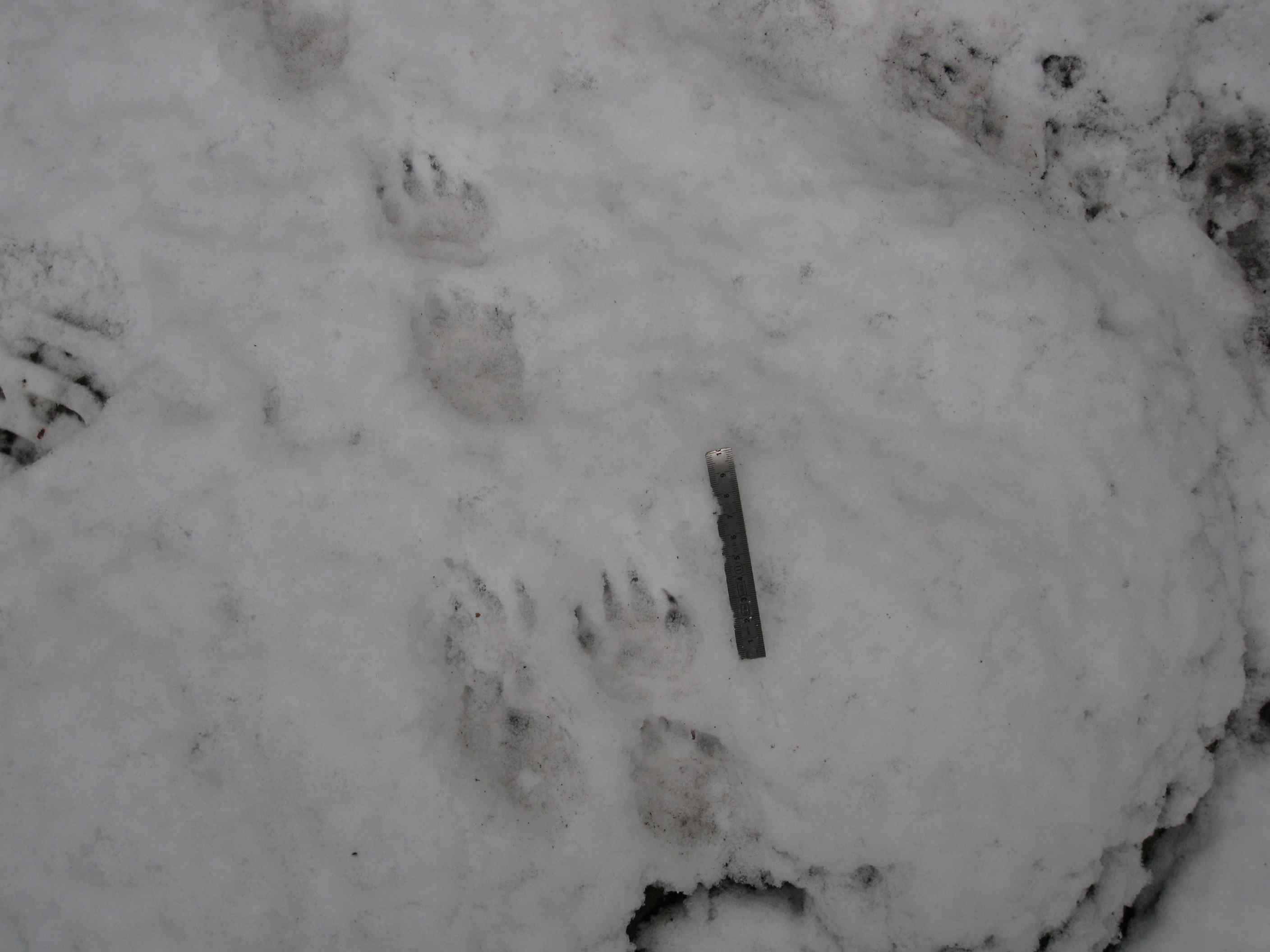 tracce sulla neve... quiz