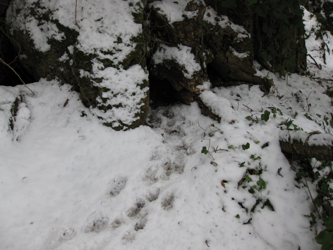 tracce sulla neve... quiz