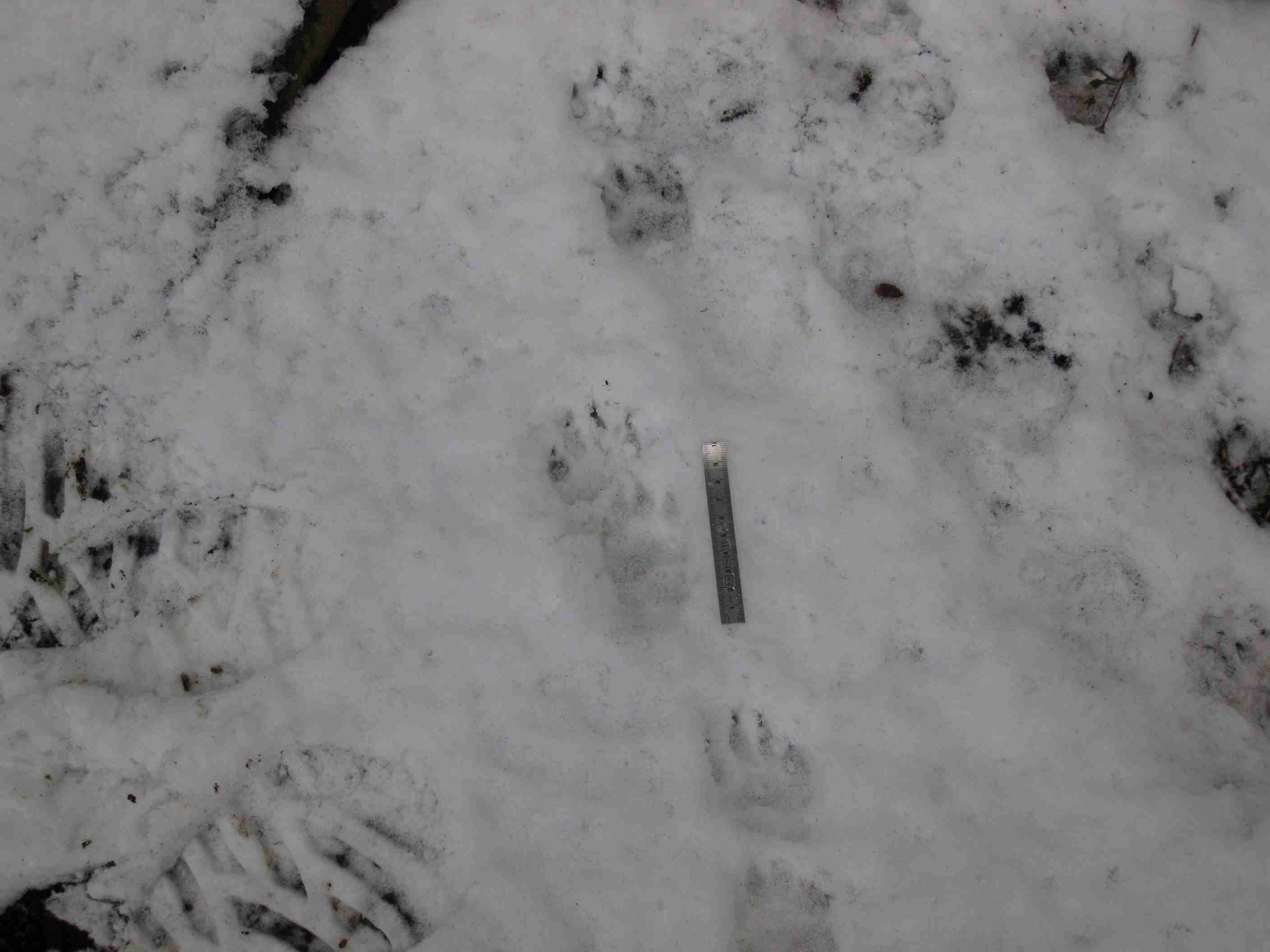 tracce sulla neve... quiz