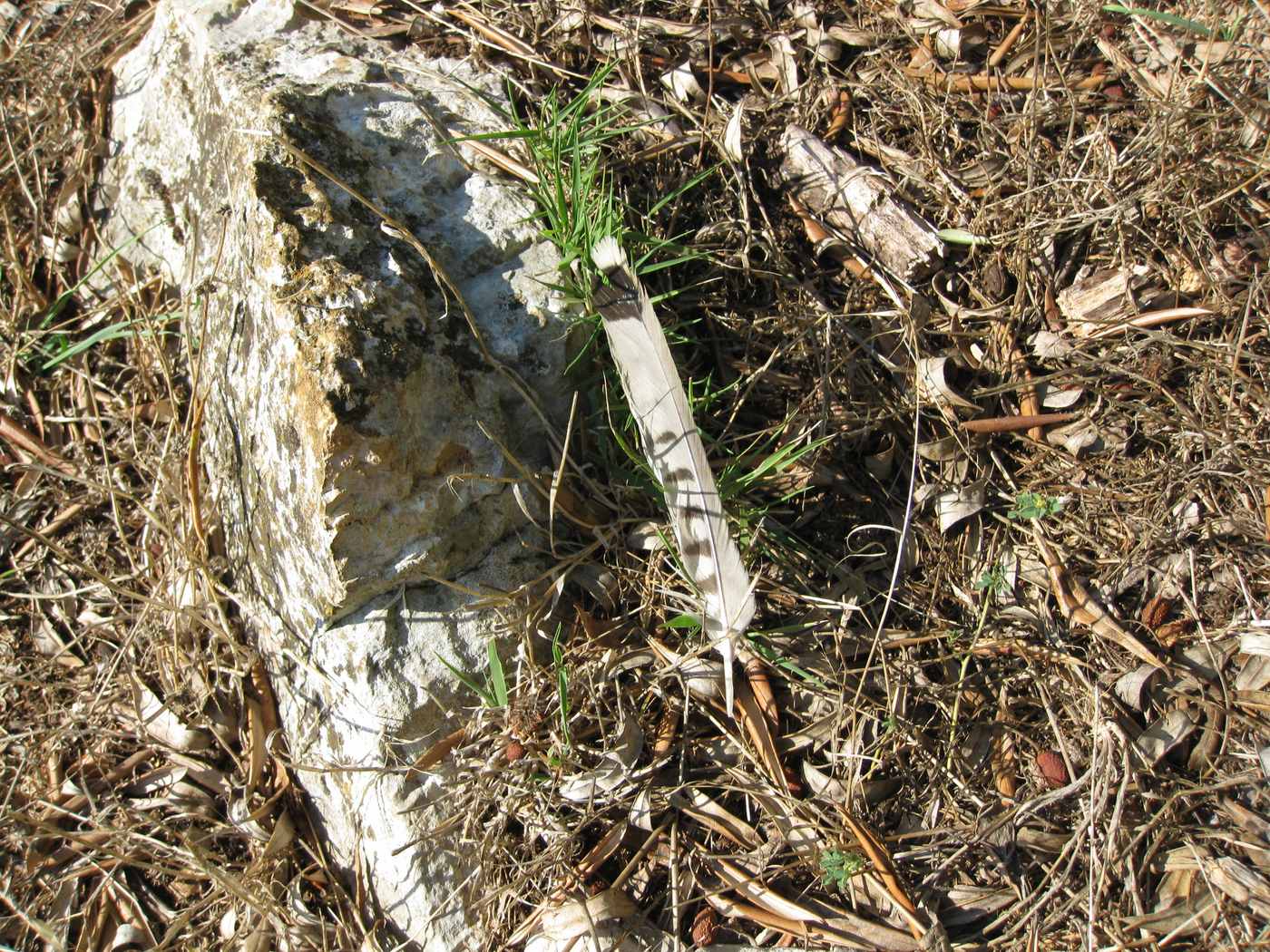 penna da id- Gheppio maschio