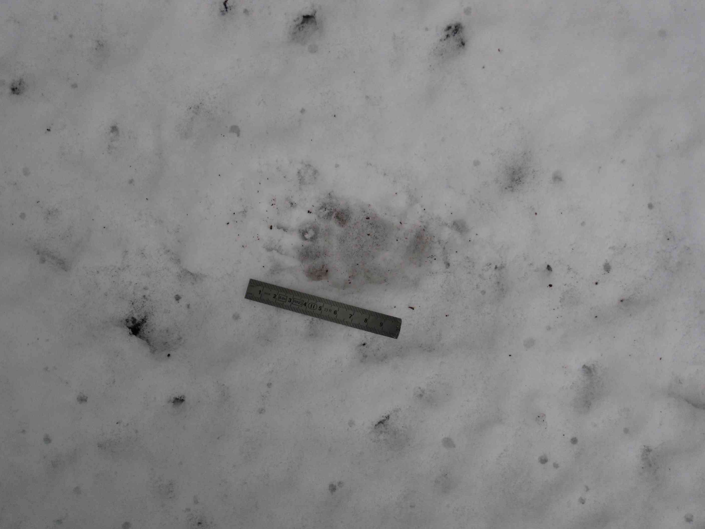 tracce sulla neve... quiz