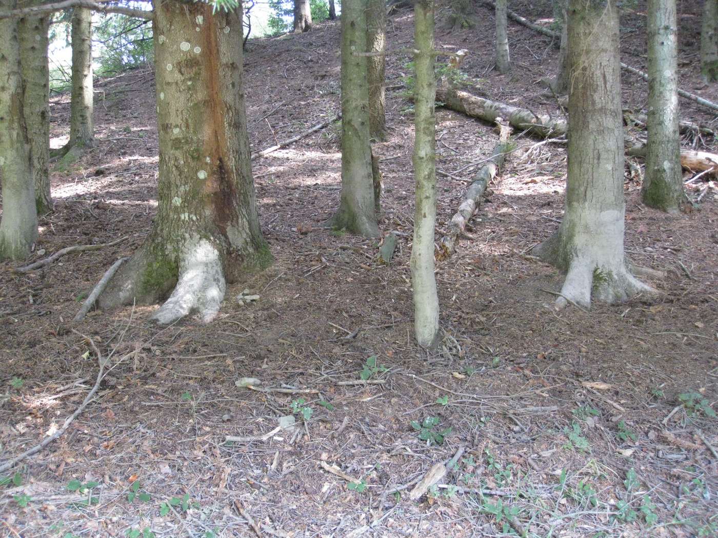 grattatoi, insogli e fregoni