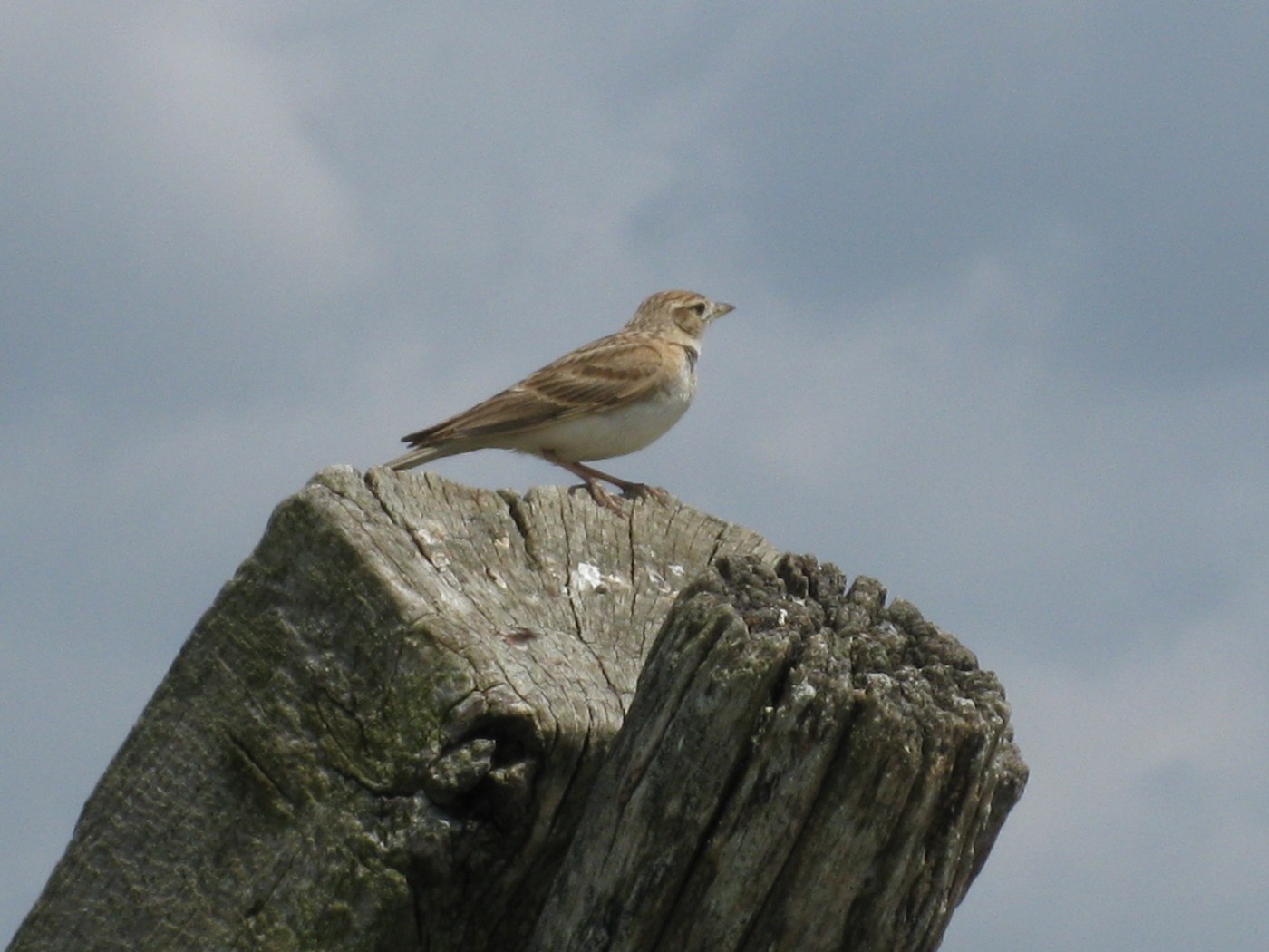 Calandrella -Calandrella brachydactyla