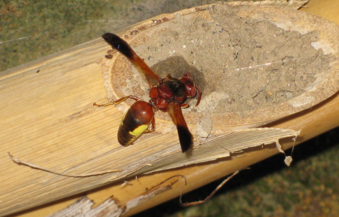 Rhynchium oculatum che svuota un nido gi costruito