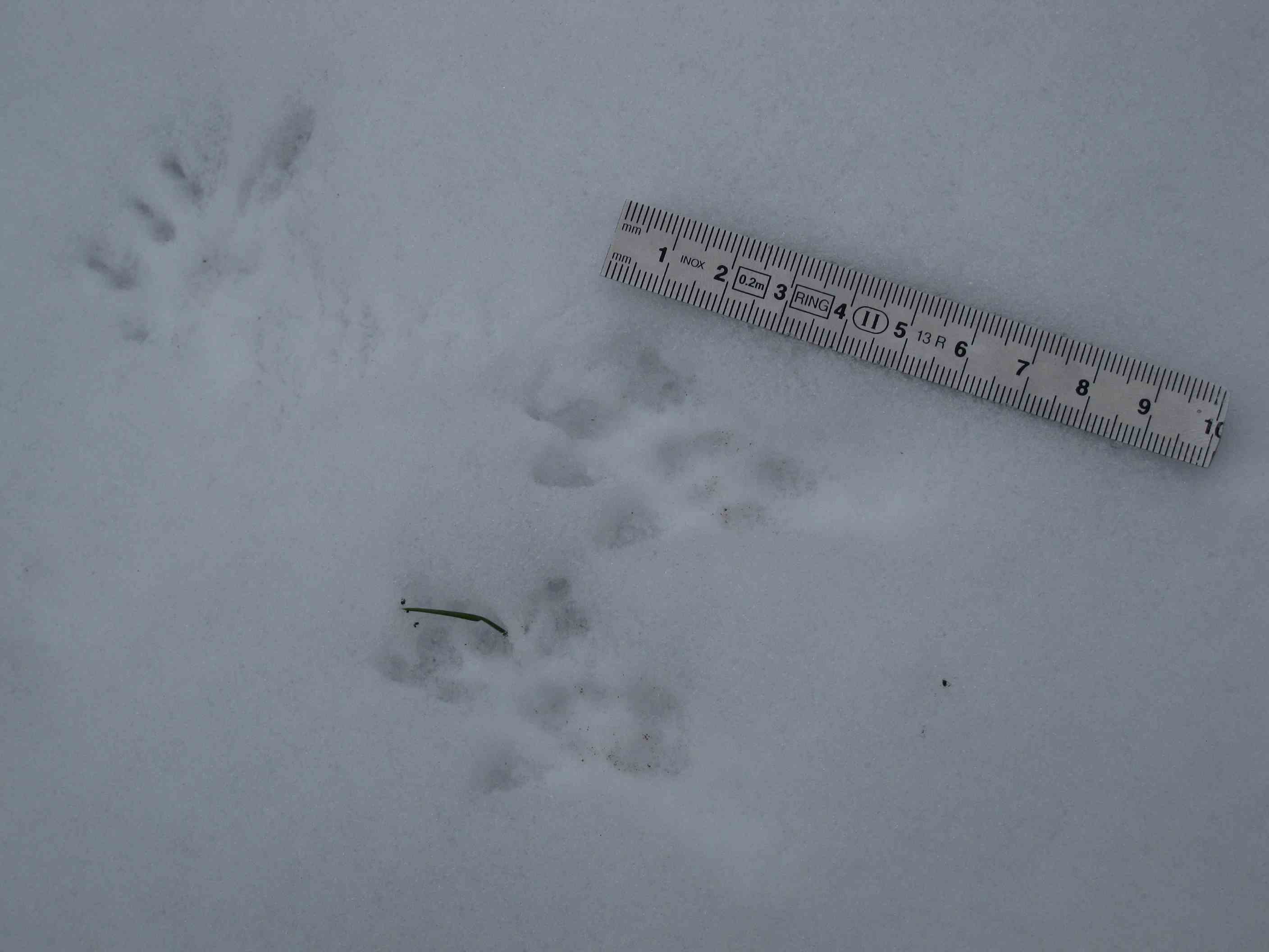 tracce sulla neve... quiz