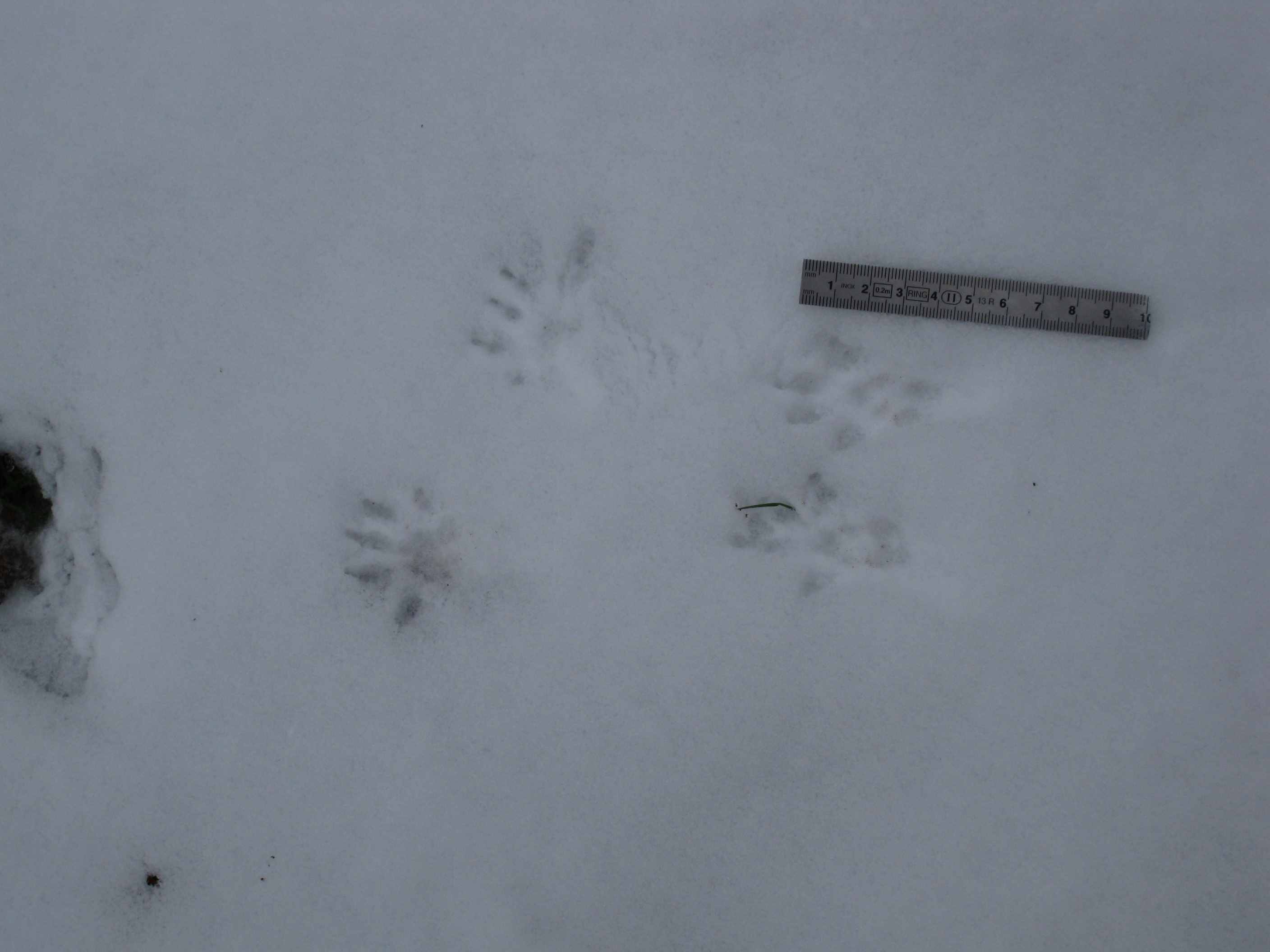 tracce sulla neve... quiz