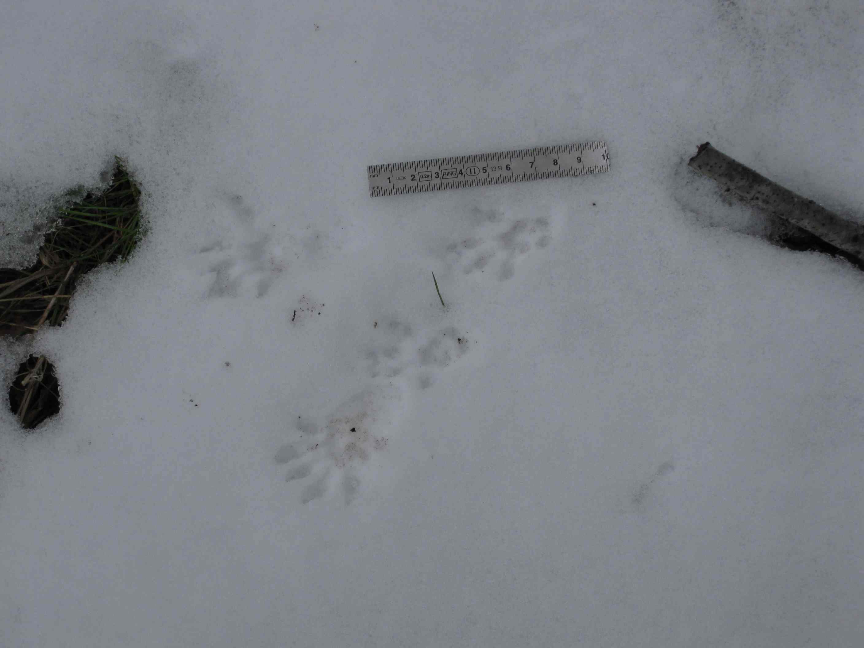 tracce sulla neve... quiz