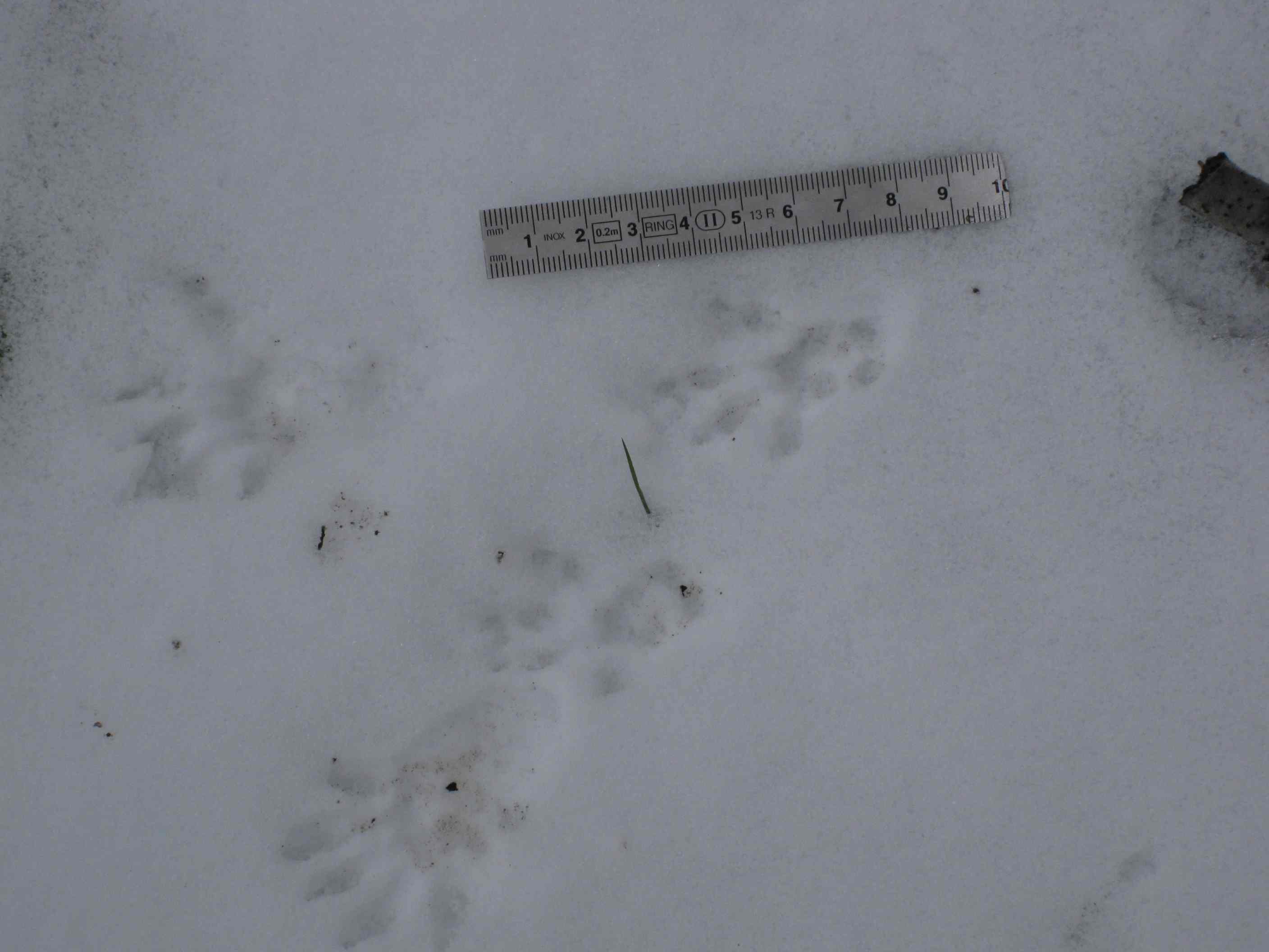 tracce sulla neve... quiz