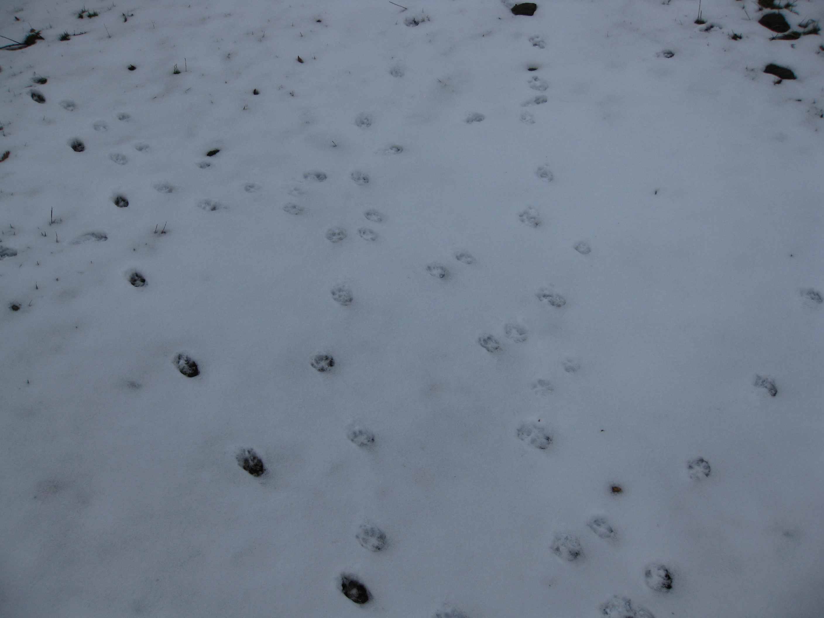 tracce sulla neve... quiz