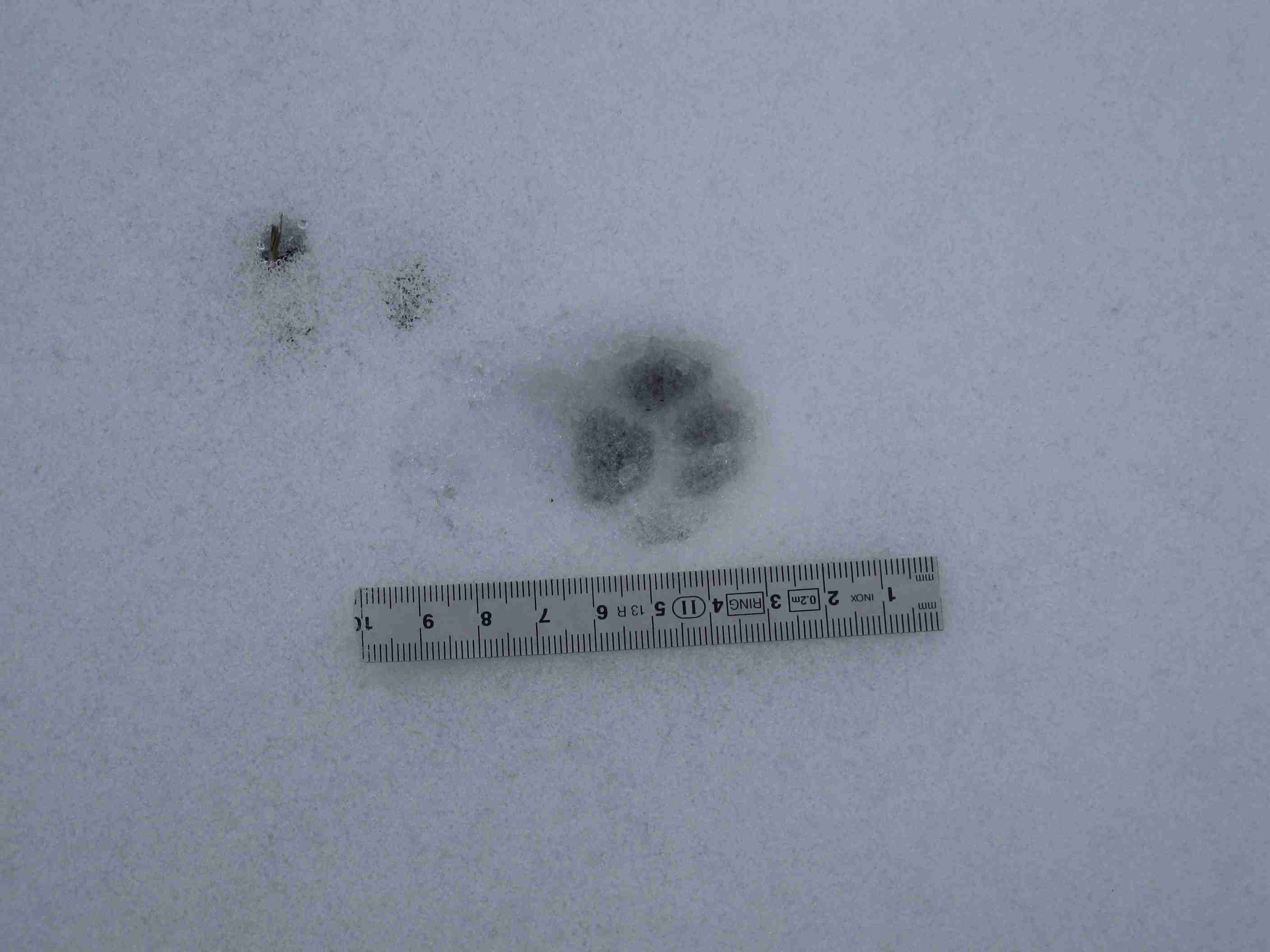 tracce sulla neve... quiz