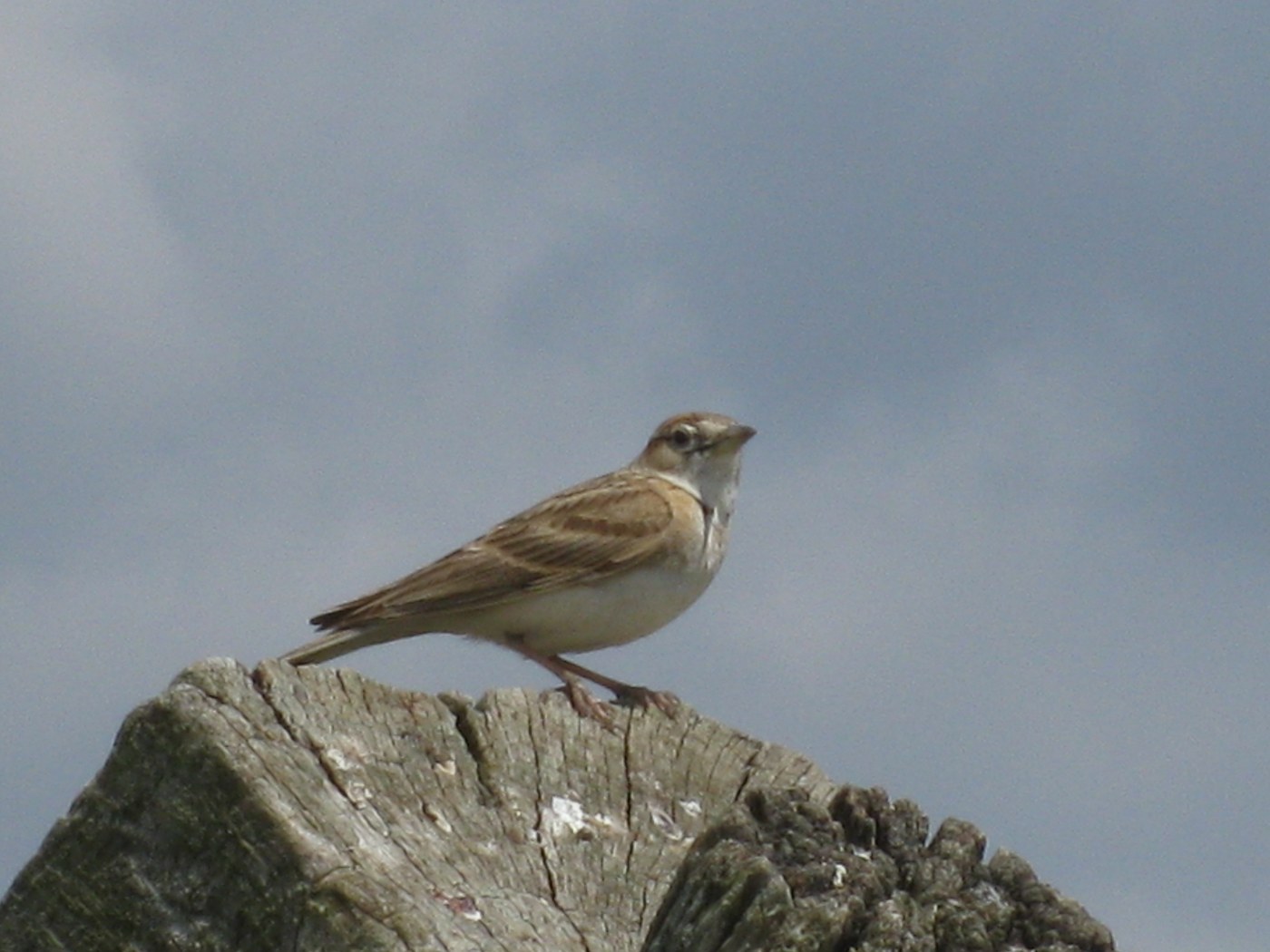 Calandrella -Calandrella brachydactyla