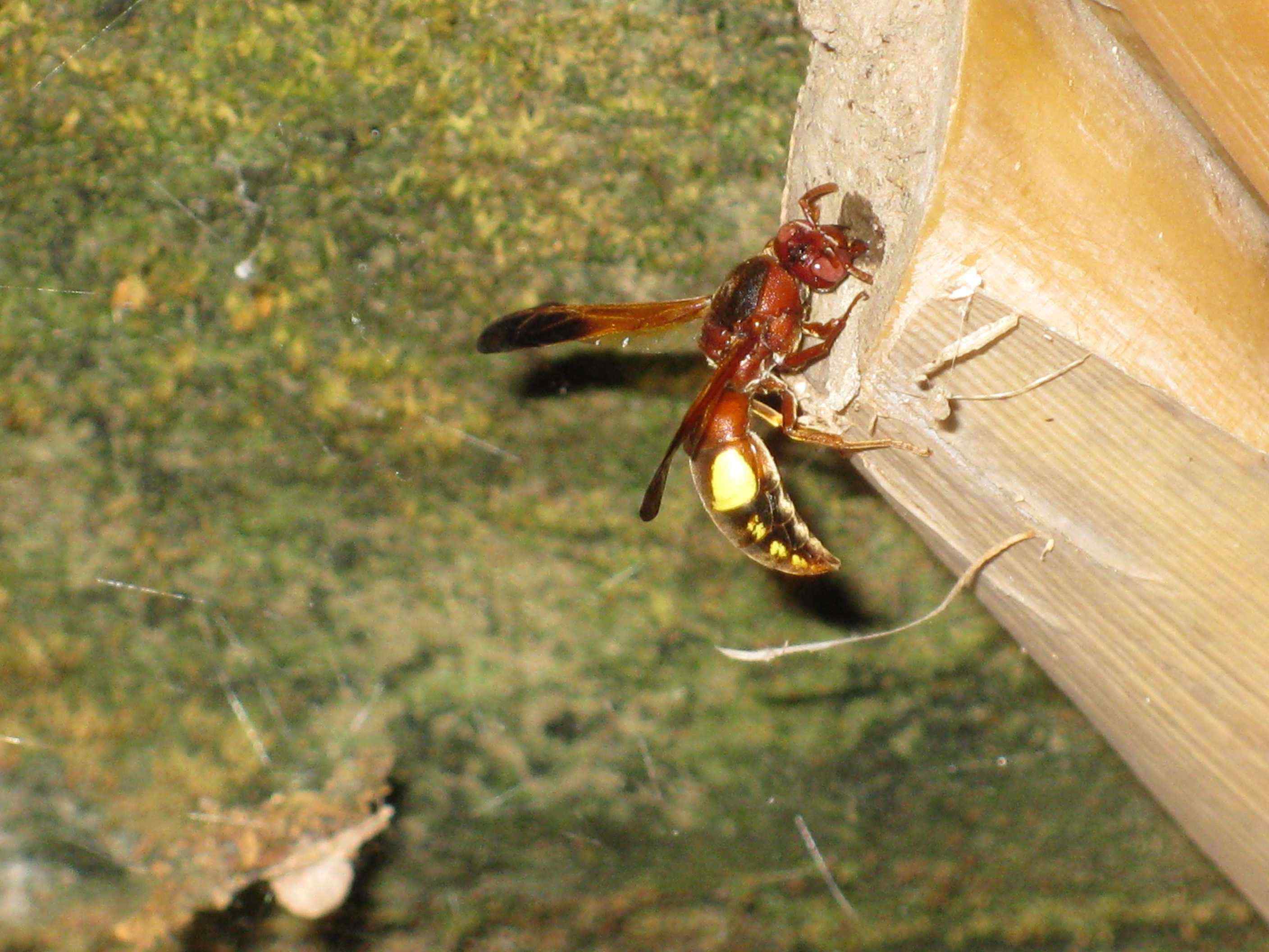 Rhynchium oculatum che svuota un nido gi costruito