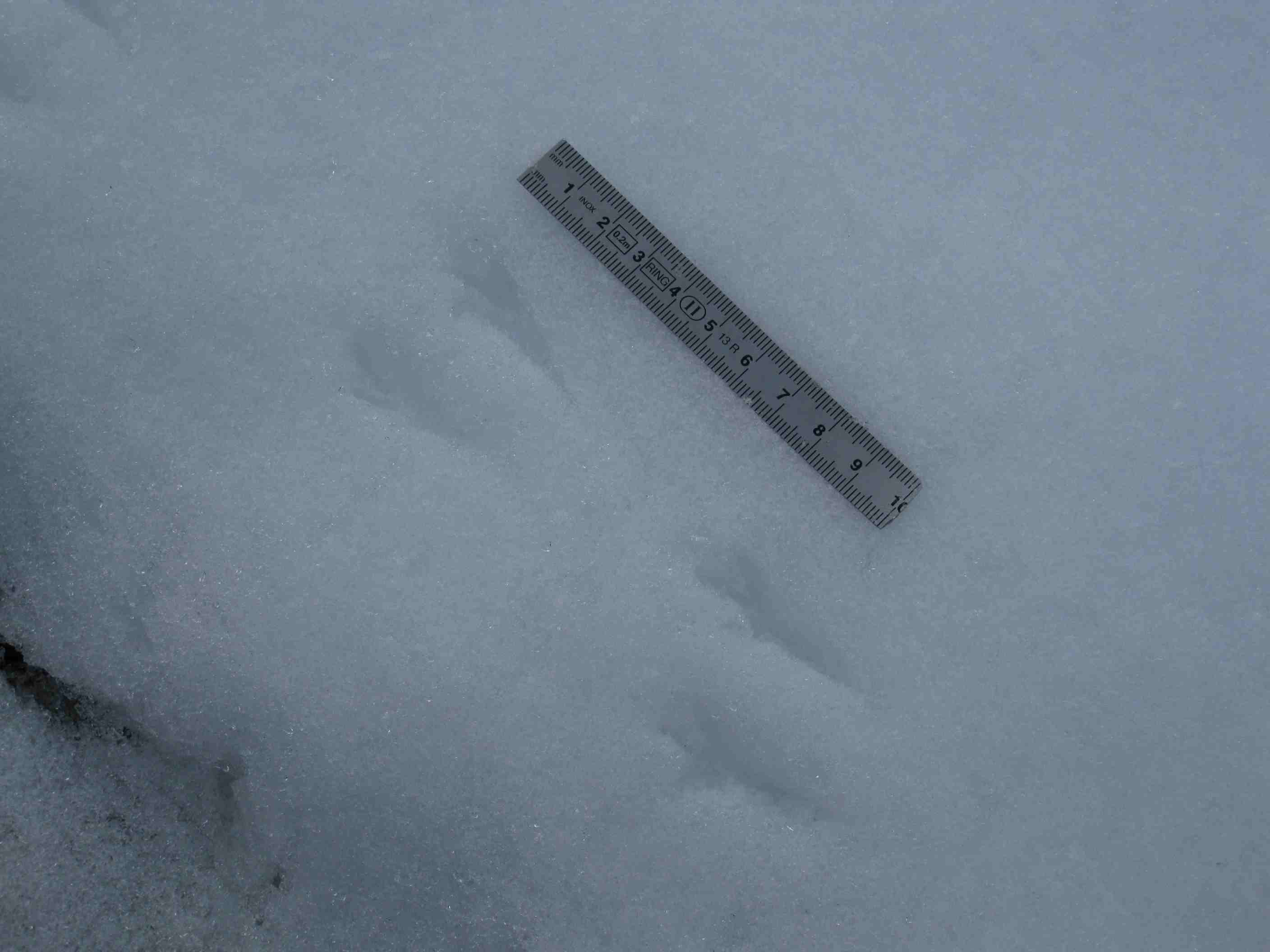 tracce sulla neve... quiz