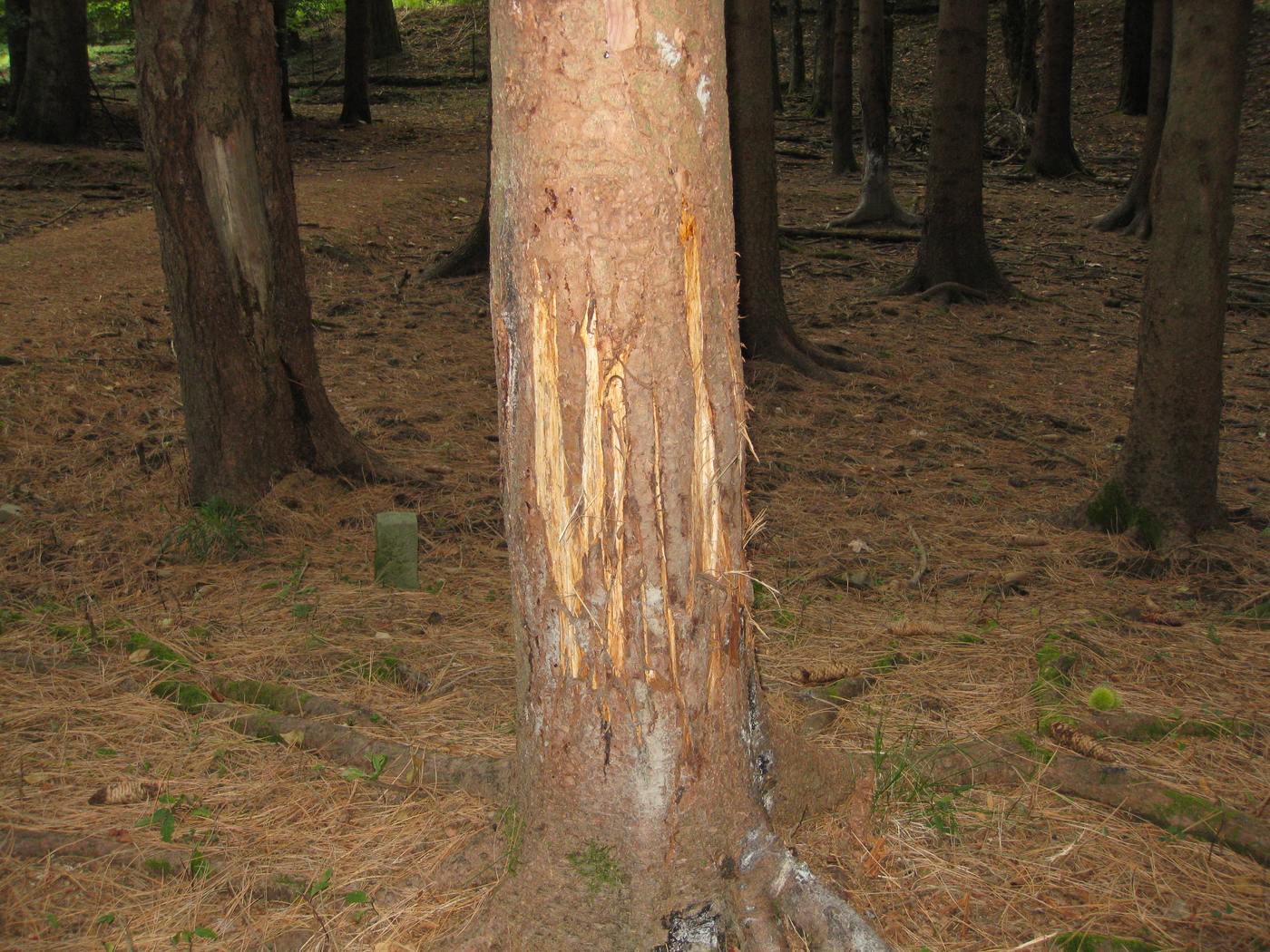 grattatoi, insogli e fregoni