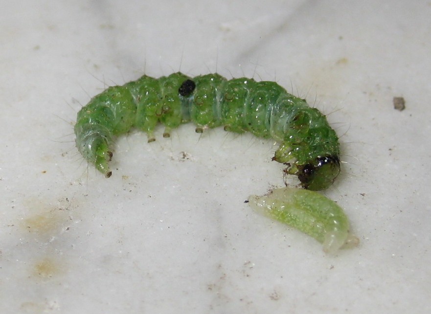 Rhynchium oculatum che svuota un nido gi costruito
