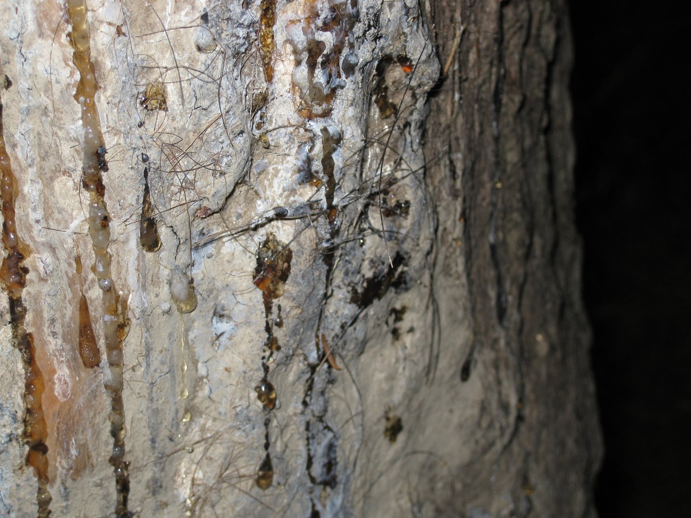 grattatoi, insogli e fregoni