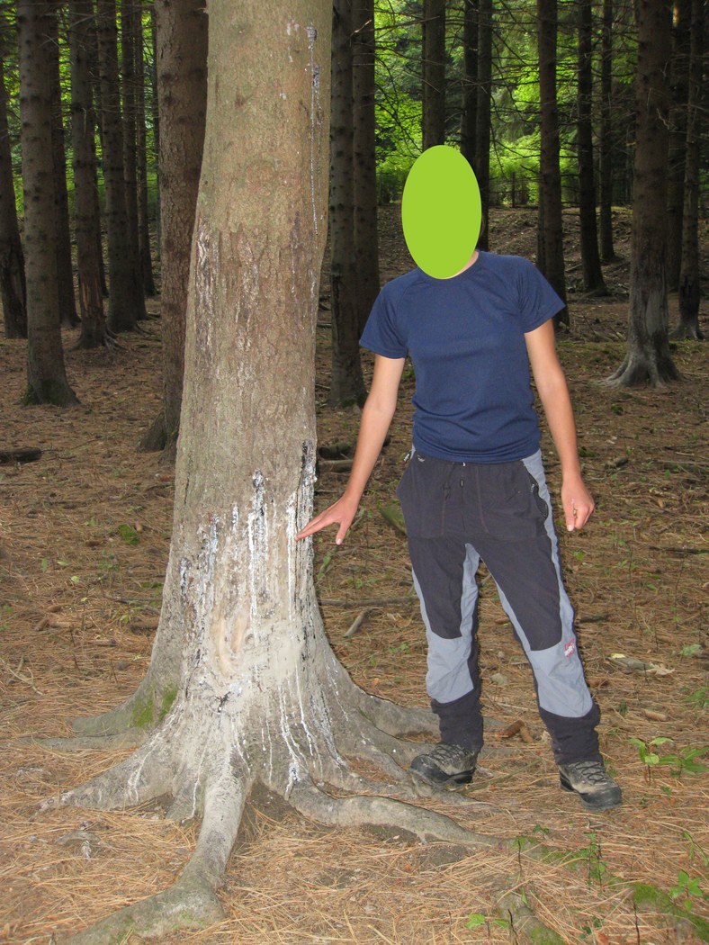 grattatoi, insogli e fregoni