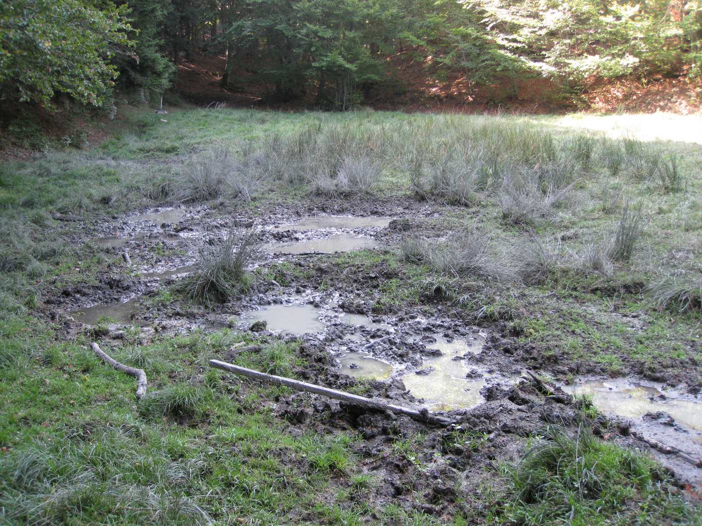 grattatoi, insogli e fregoni