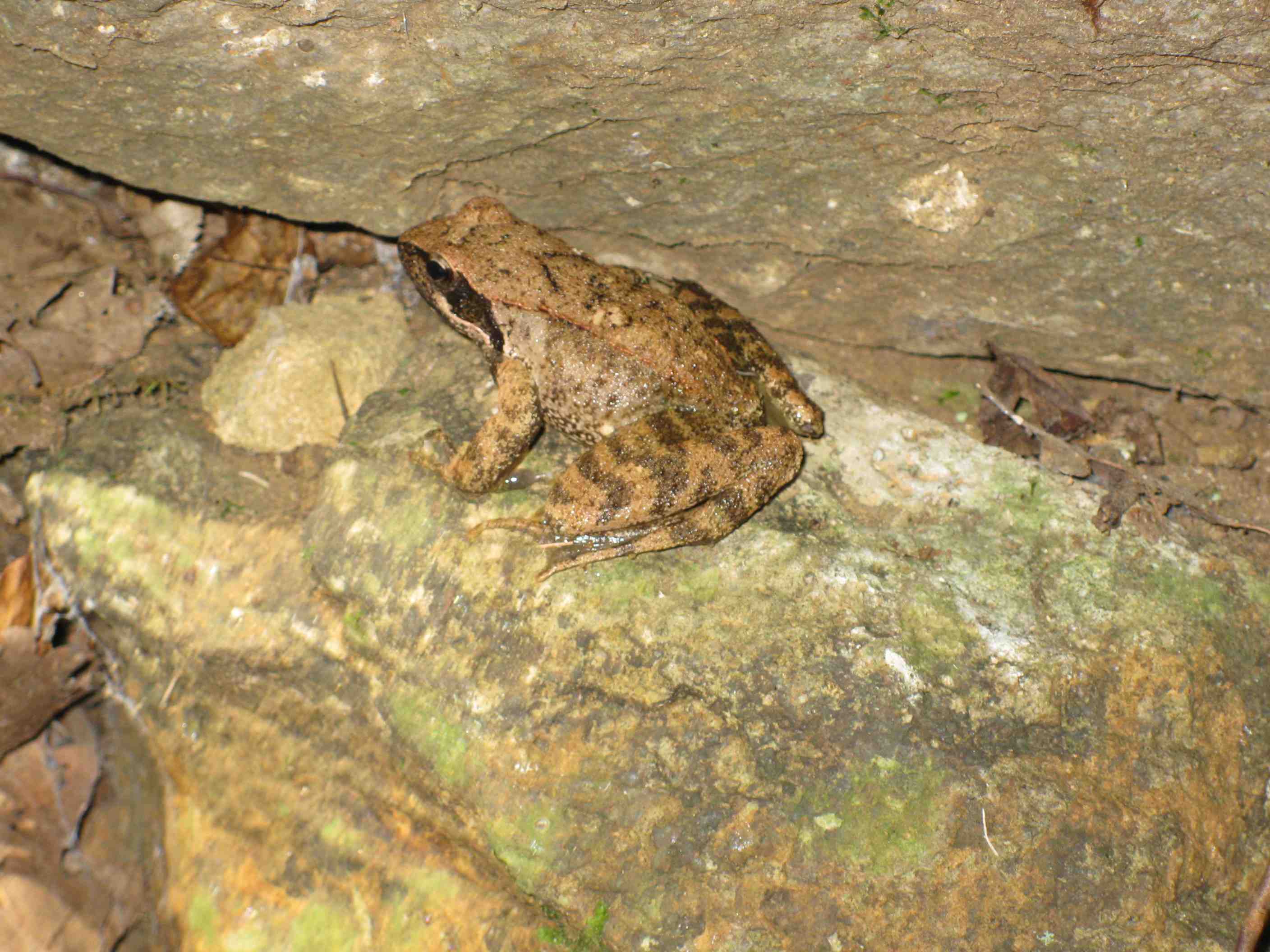 id rana rossa - Rana italica
