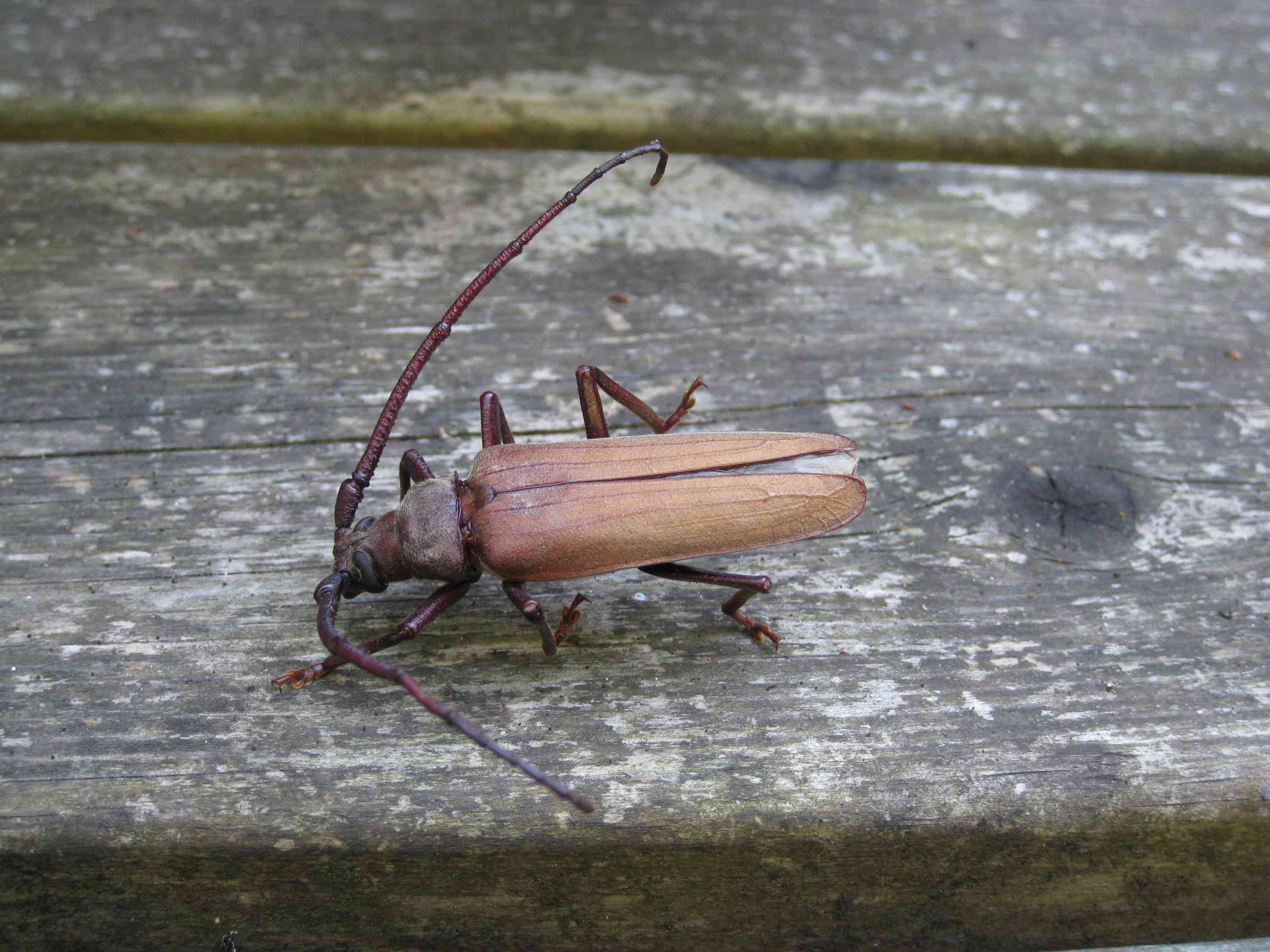 Aegosoma scabricorne (morta)