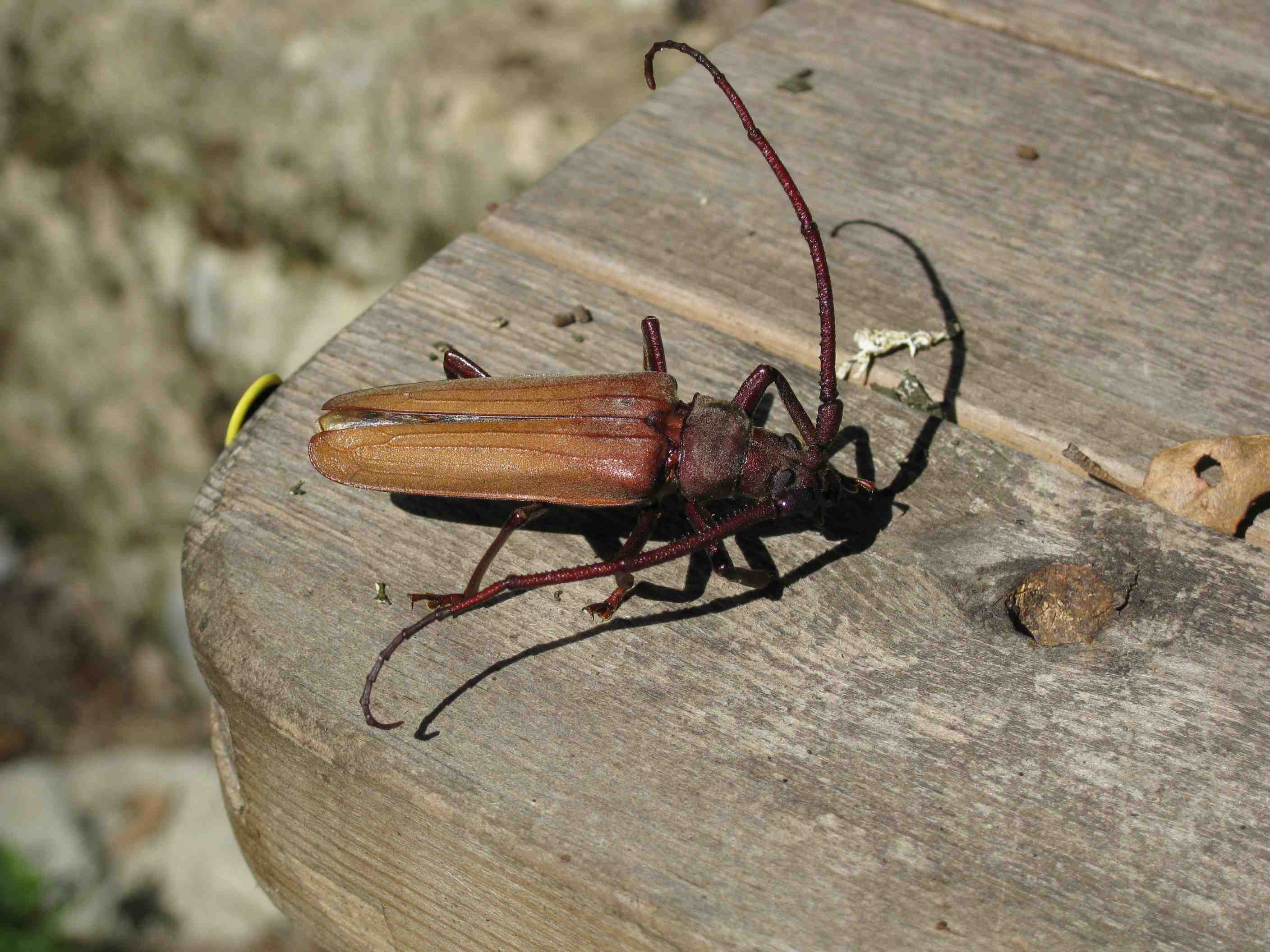 Aegosoma scabricorne (morta)