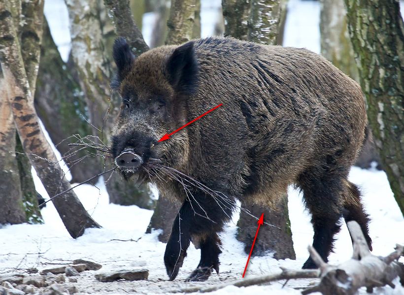 cinghiale con rami in bocca