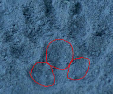 impronta di chi? tasso?