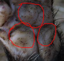 impronta di chi? tasso?