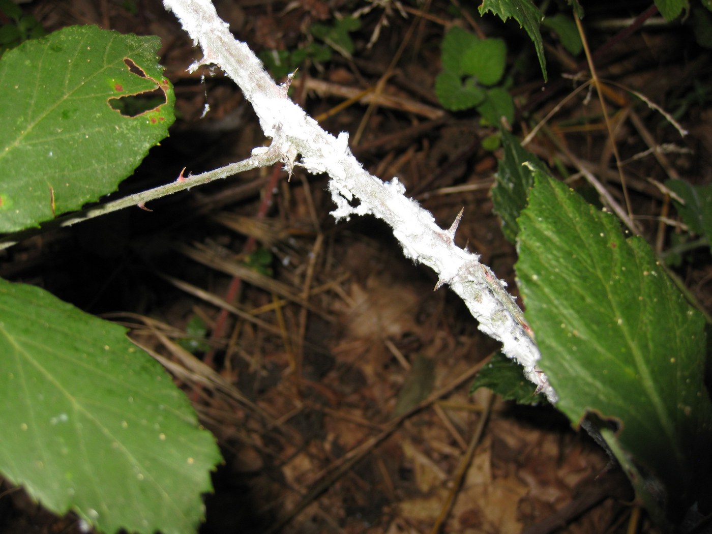 ninfe di Metcalfa pruinosa