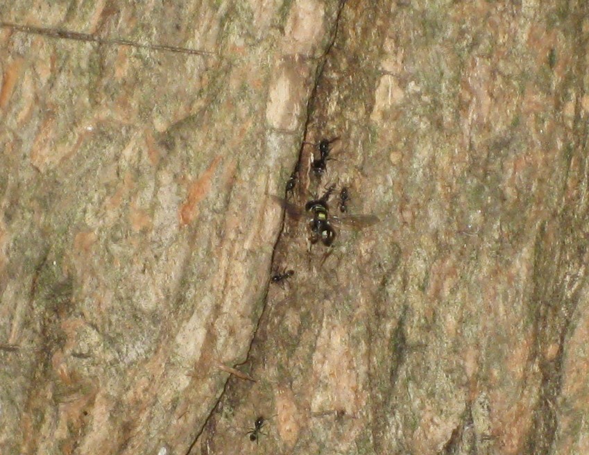 il ratto delle formiche Tracheliodes quinquenotatus