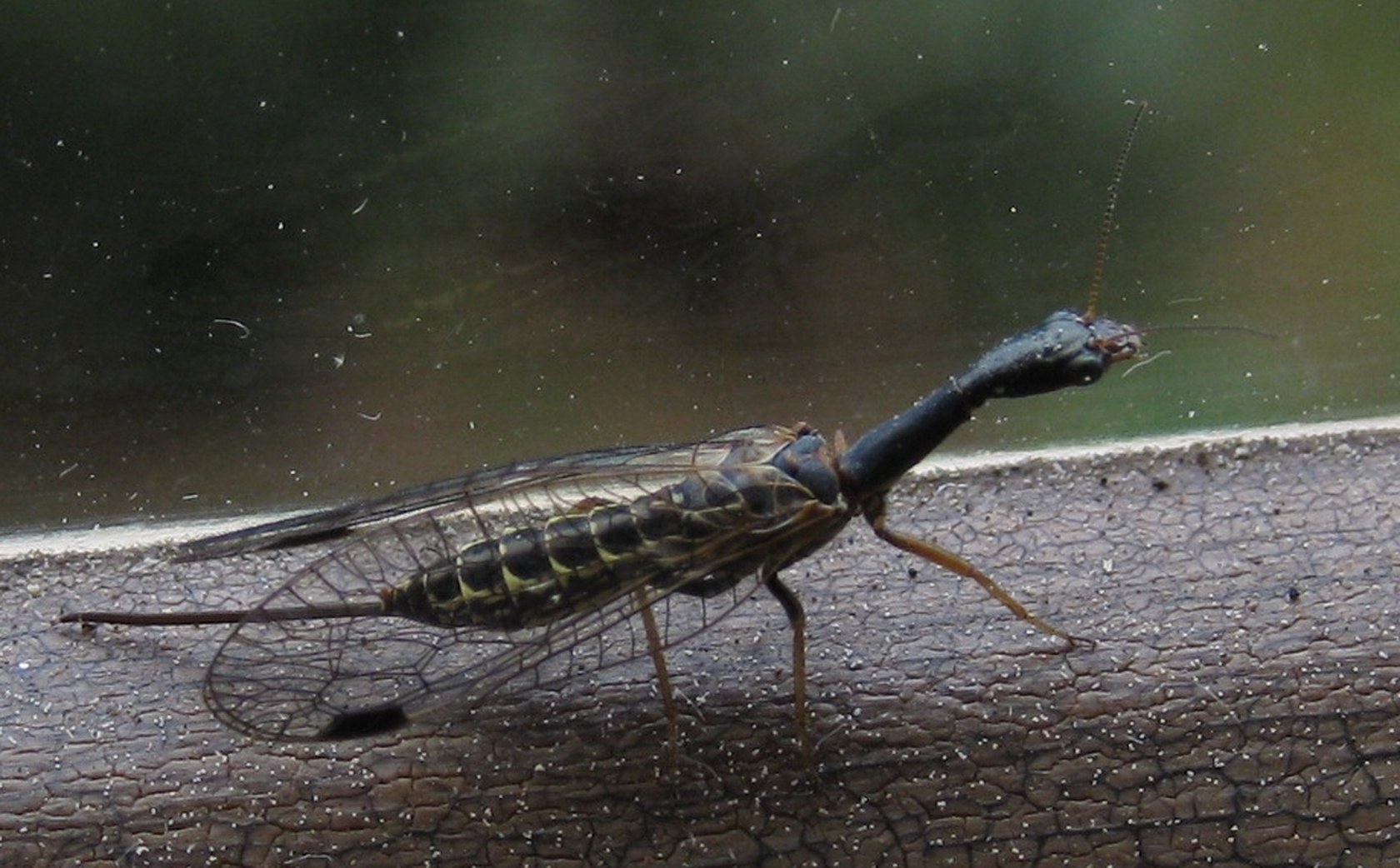 Raphidioptera